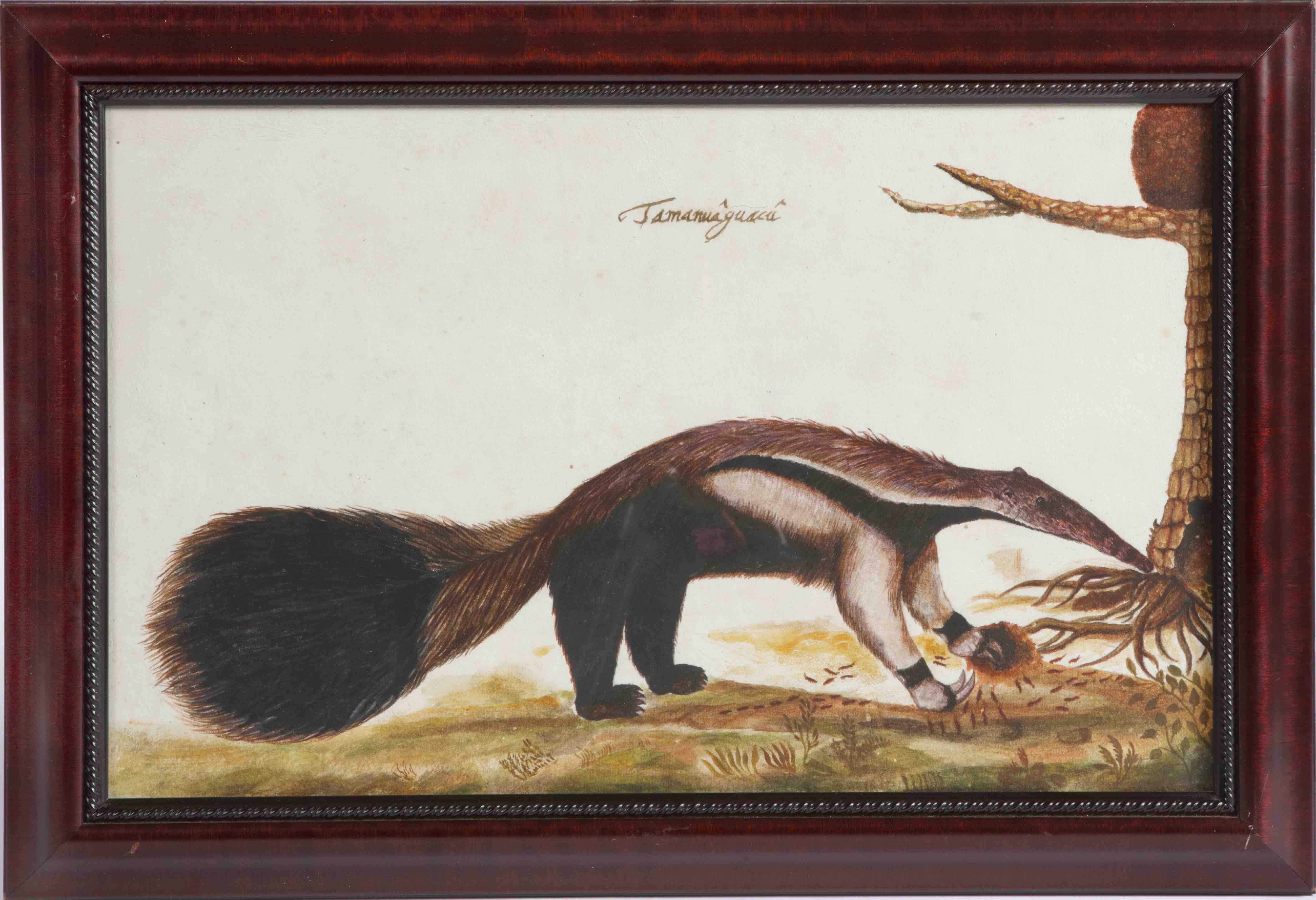 Animal painting of a 'Tamanuâguacû (Ant-eater)' late 17th/18th century, Brazil