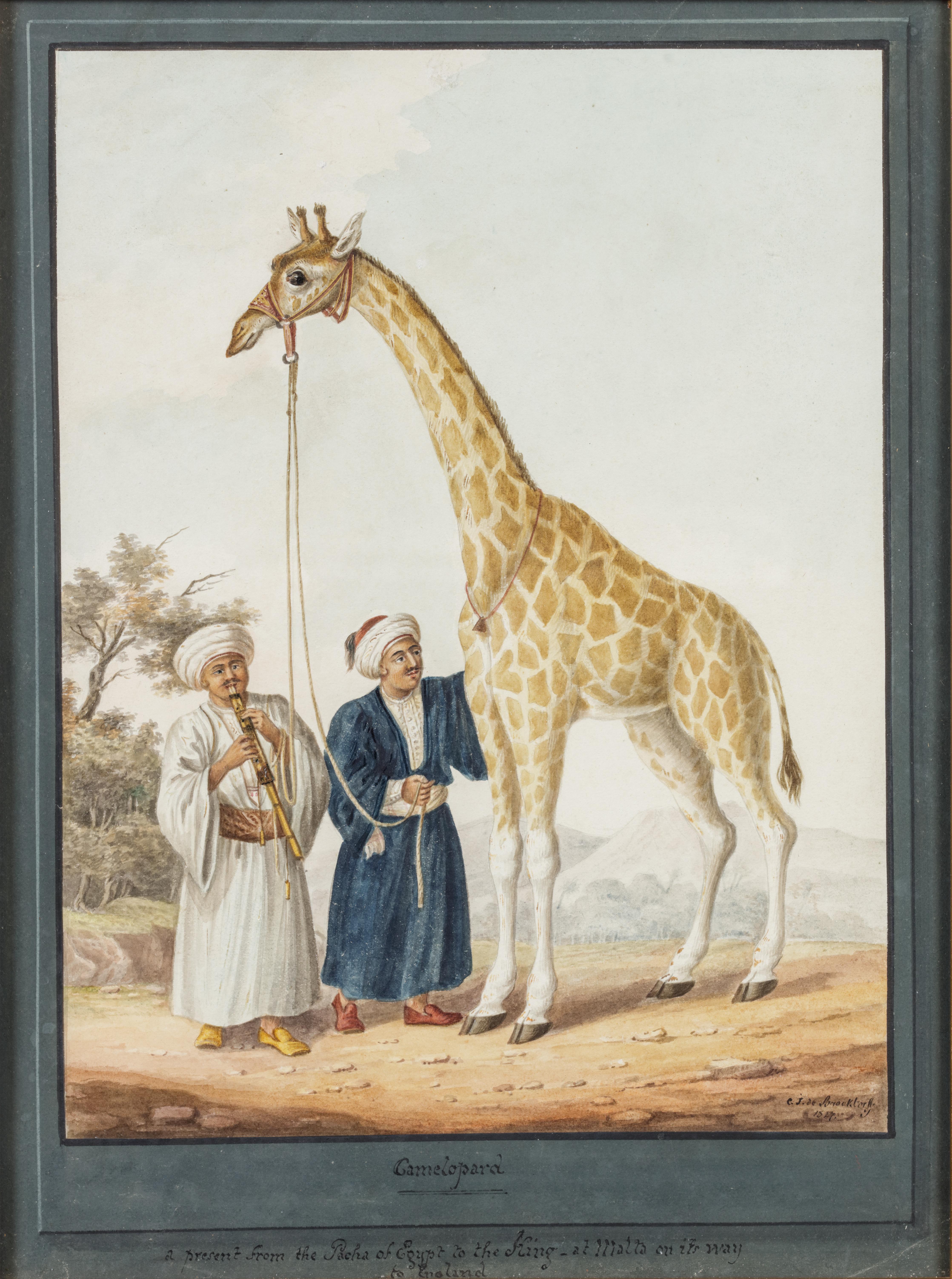 The King's Camelopard - Painting by Charles Frederick de Brocktorff