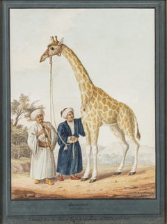 The King's Camelopard