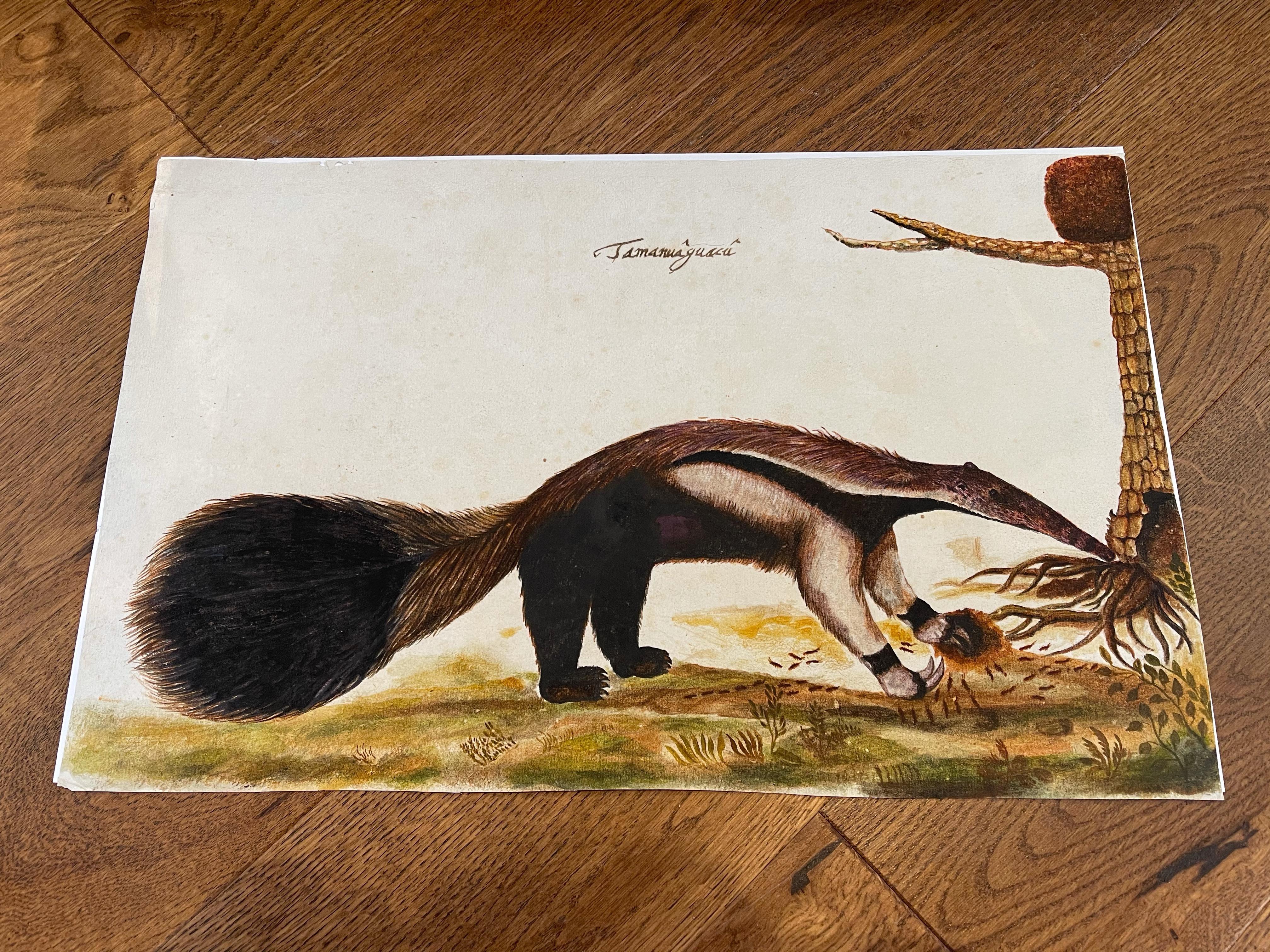 Tiergemälde eines „Tamanuguac (Affeneater)“ aus dem späten 17. und 18. Jahrhundert, Brasilien – Art von Zacharias Wagener