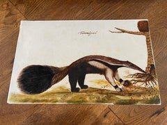 Animal painting of a 'Tamanuâguacû (Ant-eater)' late 17th/18th century, Brazil