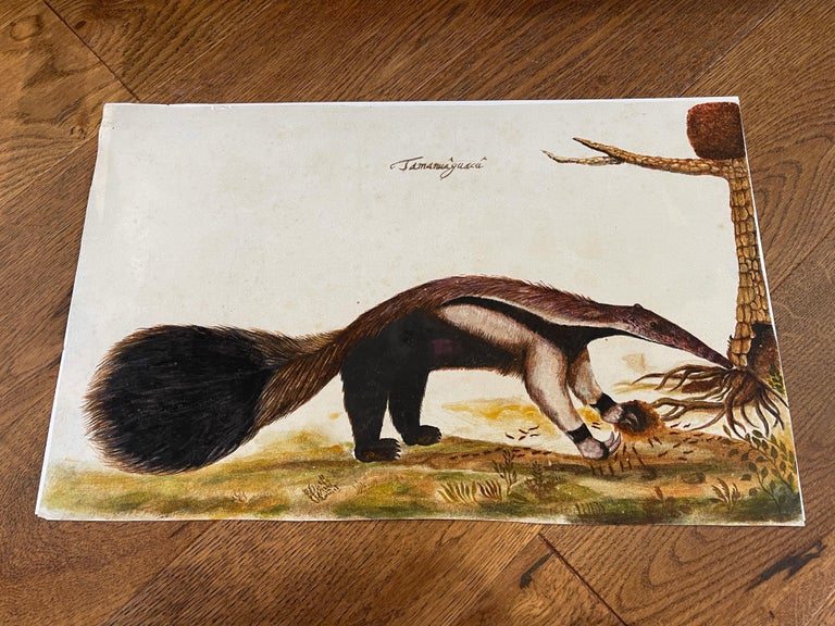 Animal painting of a 'Tamanuâguacû (Ant-eater)' late 17th/18th century, Brazil - Painting by Zacharias Wagener