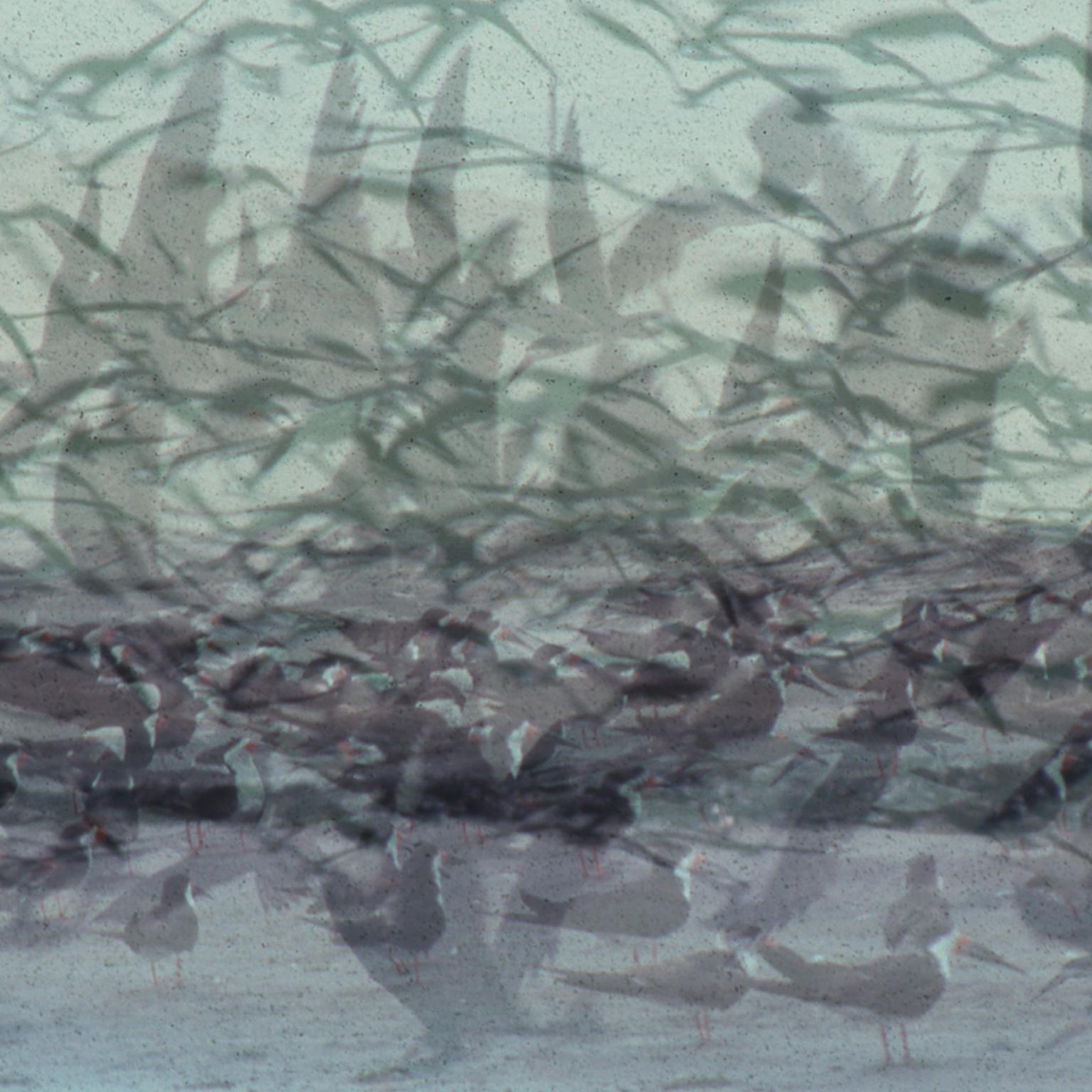Eli Freiman, Oiseaux, Photographie, Impression C-Print sur Diasec, 100x155 cm en vente 1