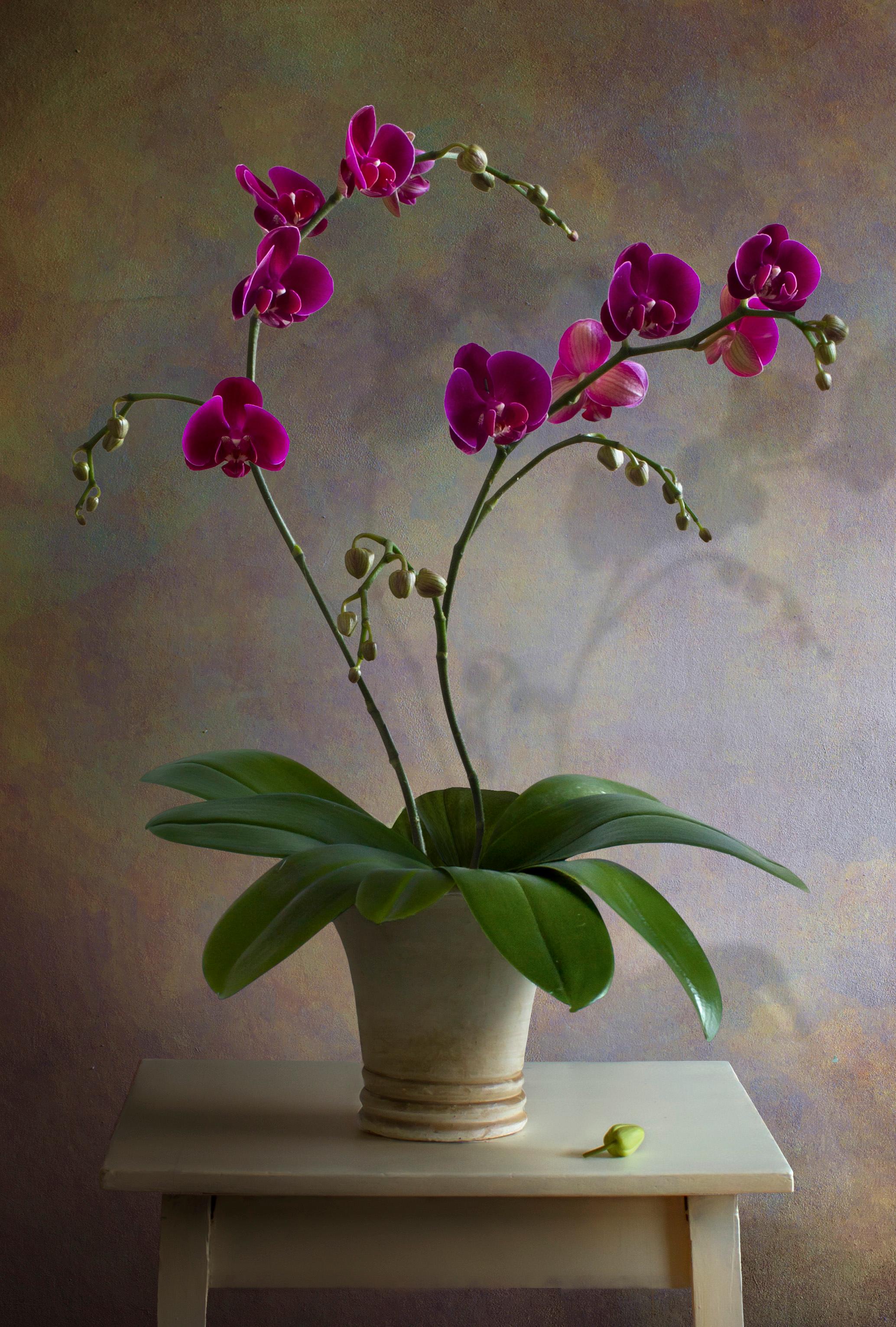 Albert Benaroya (Israélien), Orchidées rouges et violettes, huile sur toile, 81x56 cm 