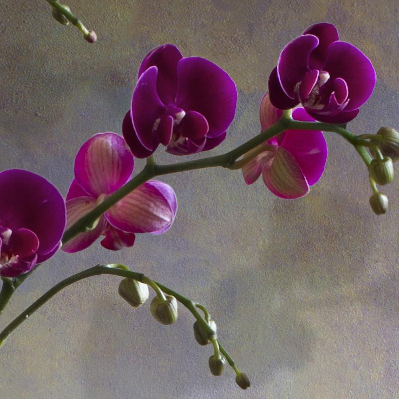Albert Benaroya ( Israel), Rote und lila Orchideen, Öl auf Leinwand, 81x56 cm  im Angebot 1