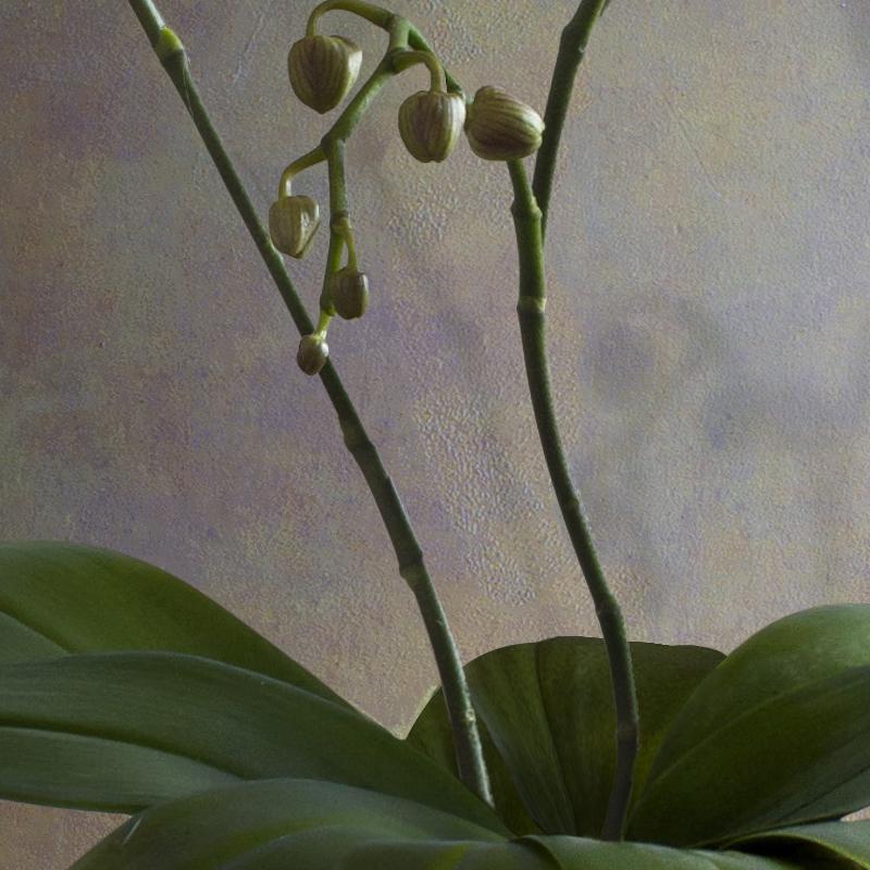 Albert Benaroya ( Israel), Rote und lila Orchideen, Öl auf Leinwand, 81x56 cm  im Angebot 2