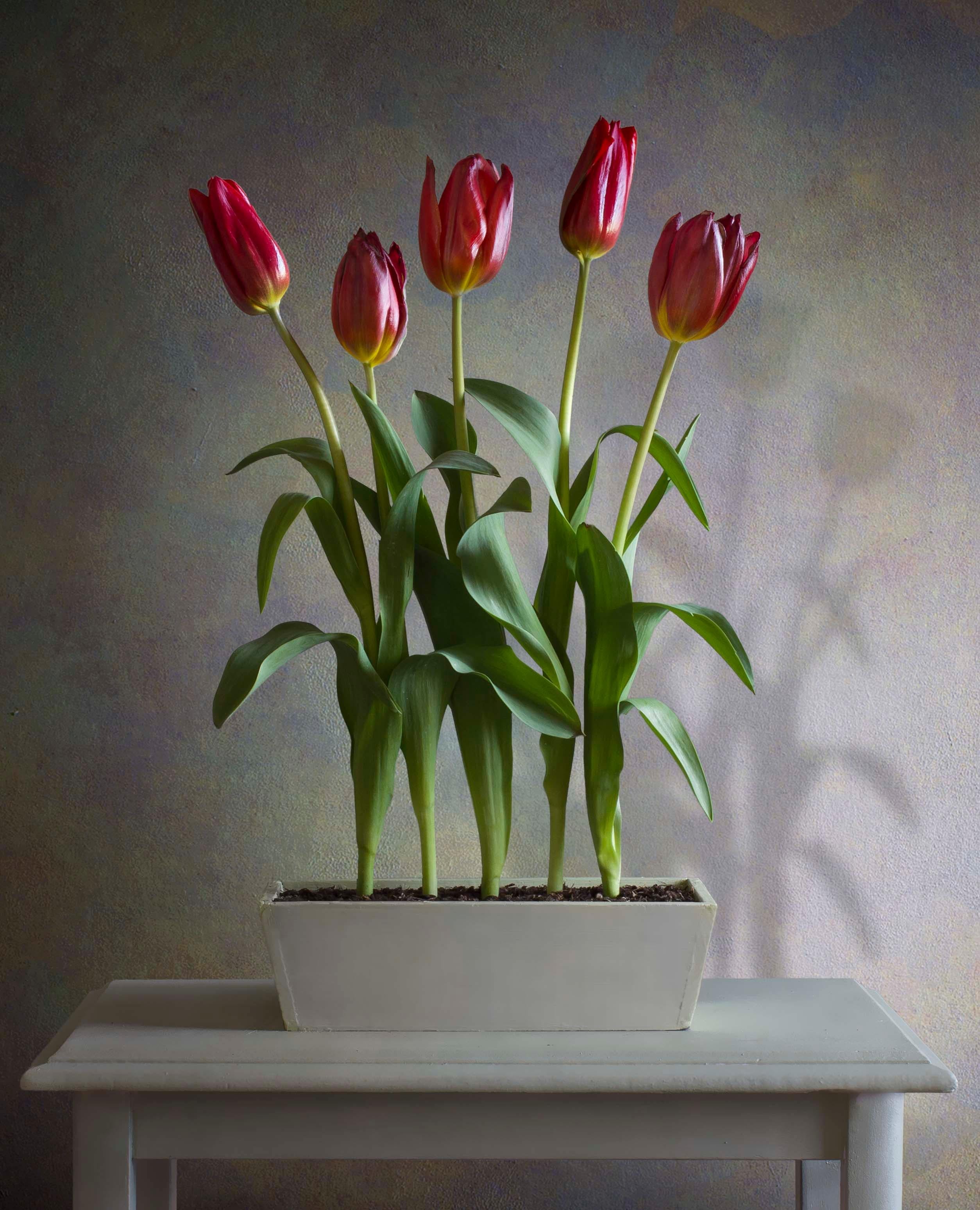 Albert Benaroya (Israeli), Red Tulipss, oil on canvas, 81x56 cm 