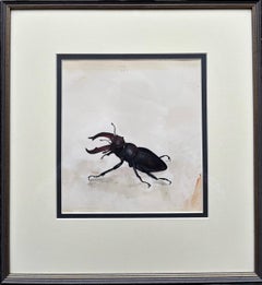 Rafael Mckenzie Soares, Wildlife artist, Stag Beetle