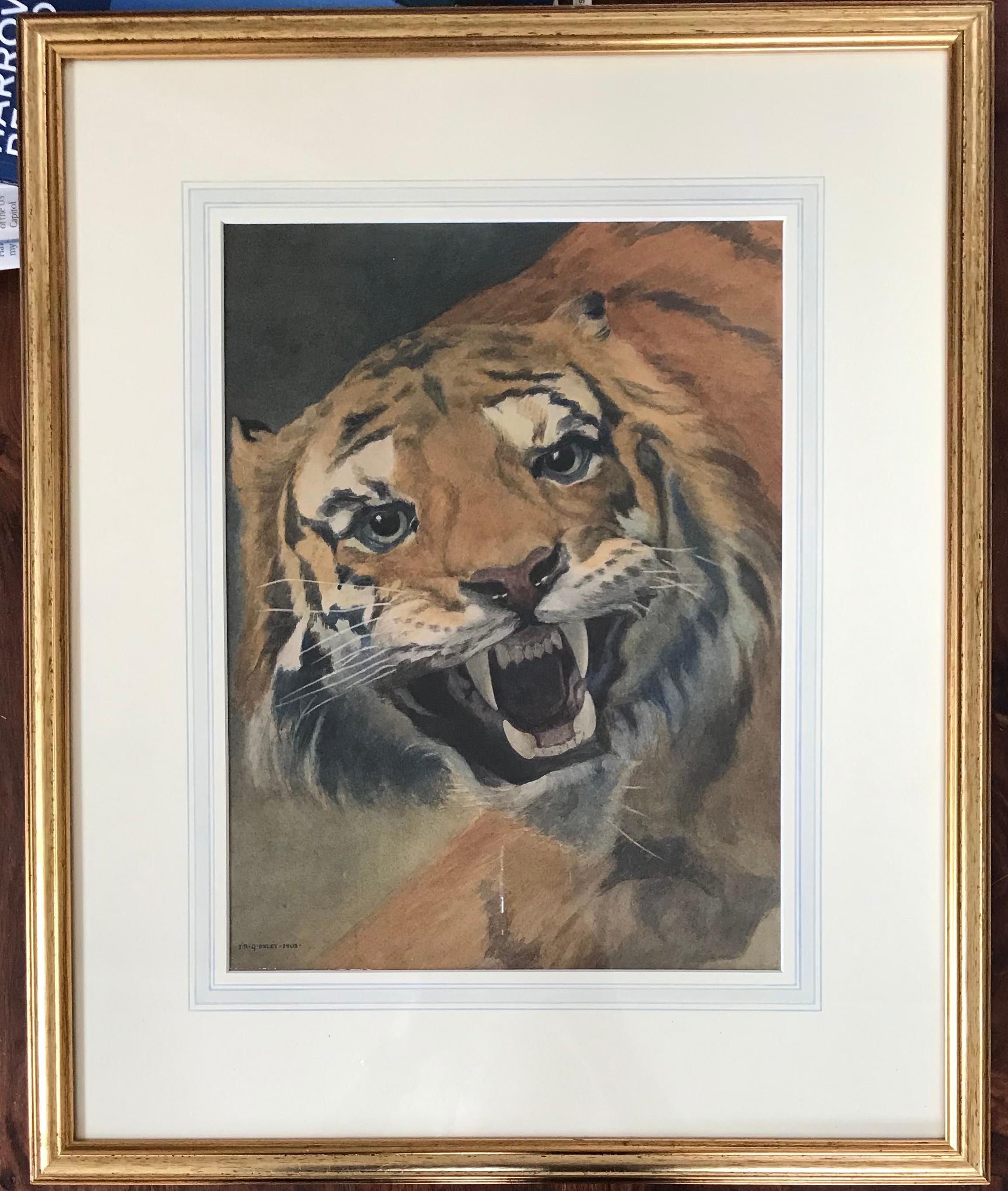 James Exley, Trägerndes Tiger-Aquarell – Art von James Robert Granville Exley