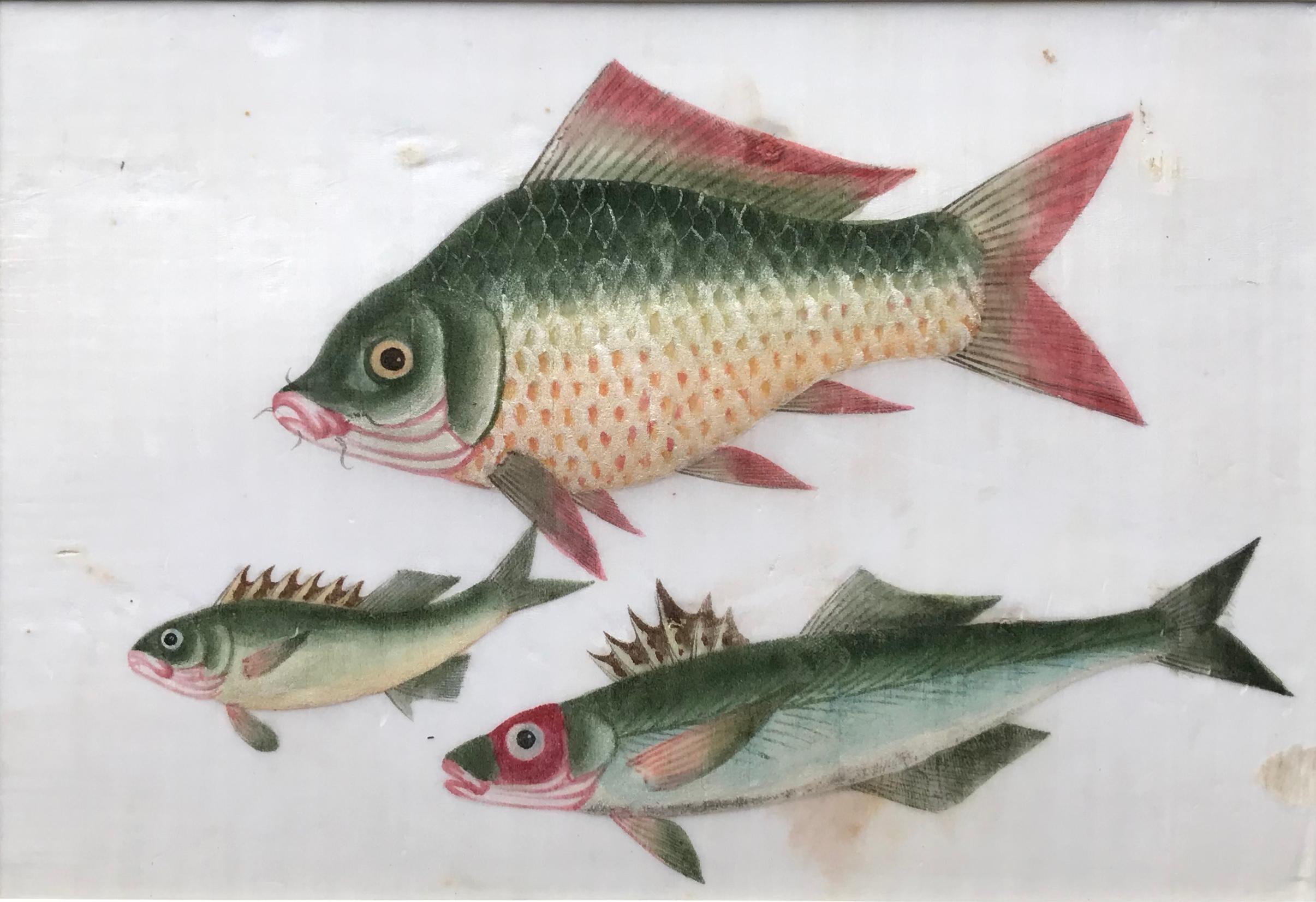 A charming pair of 19th century watercolors on pith (rice) paper of exotic fish. With lovely colour and detailing.

Each image measures approximately 6.5 x 9.5 inches and are attractively presented with gilded Bamboo style frames.

This type of