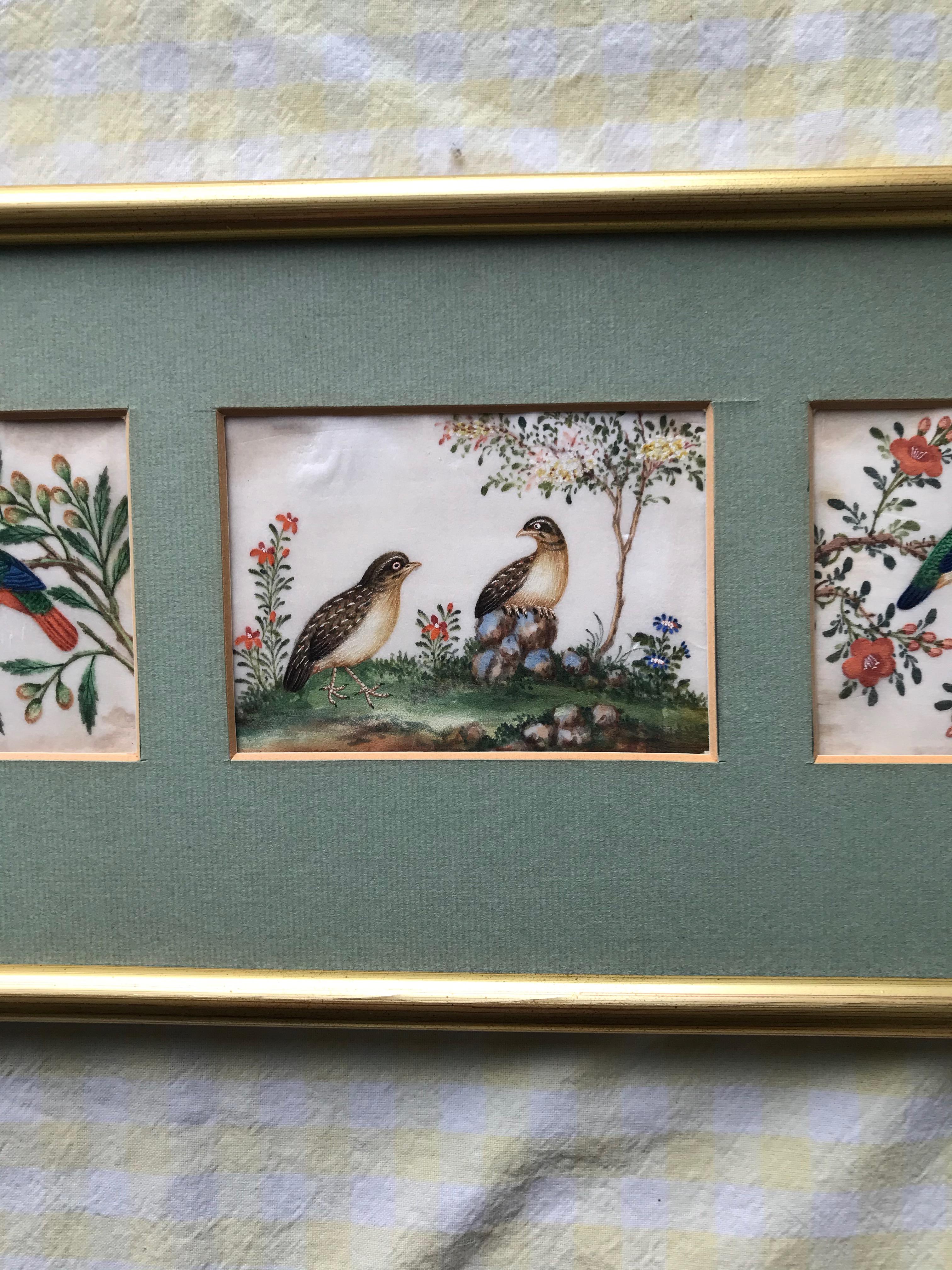 A charming trio of 19th century watercolors on pith (rice) paper of exotic birds. With lovely colour and detailing.

Each image measures approximately 2.75 x 4 inches and are attractively presented within a gilt frame. Three pictures framed as