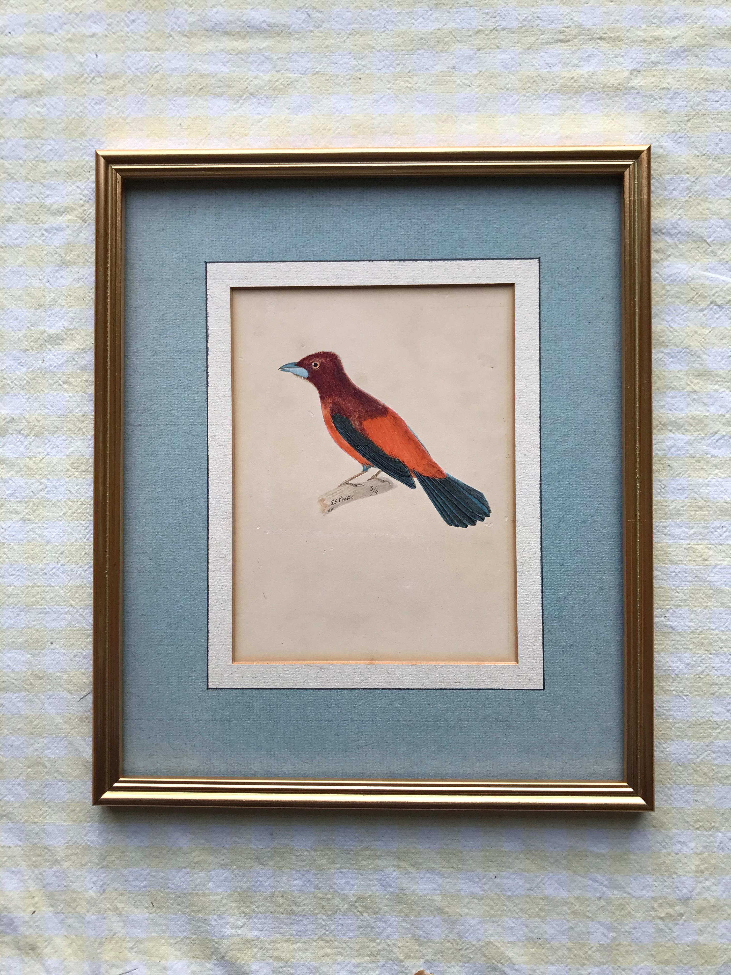 swiss artist bird painting