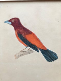 Jean Gabriel Pretre, Early 19th Century watercolor of Exotic bird, Swiss artist