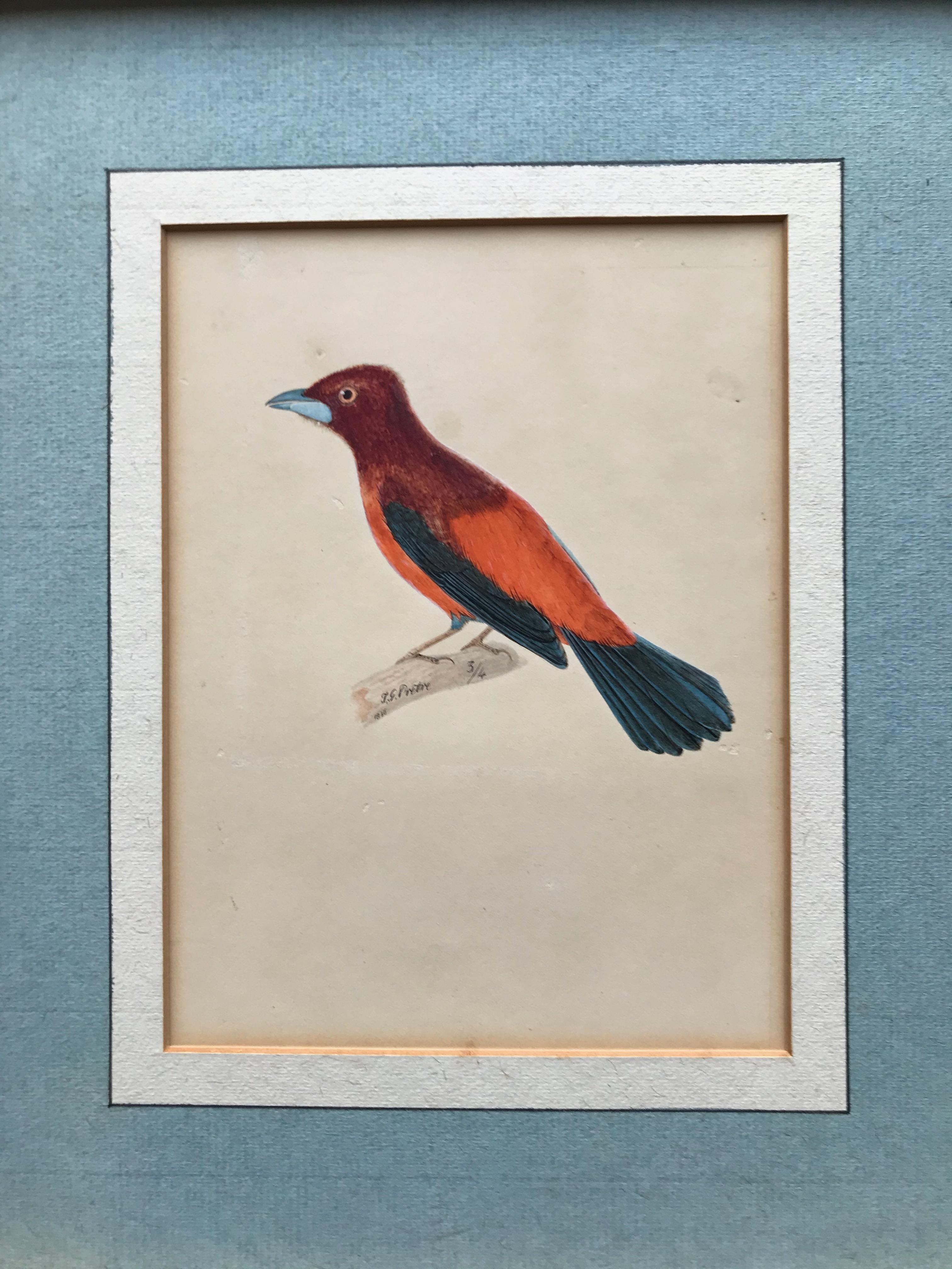 Animal Drawings and Watercolors at 1stDibs