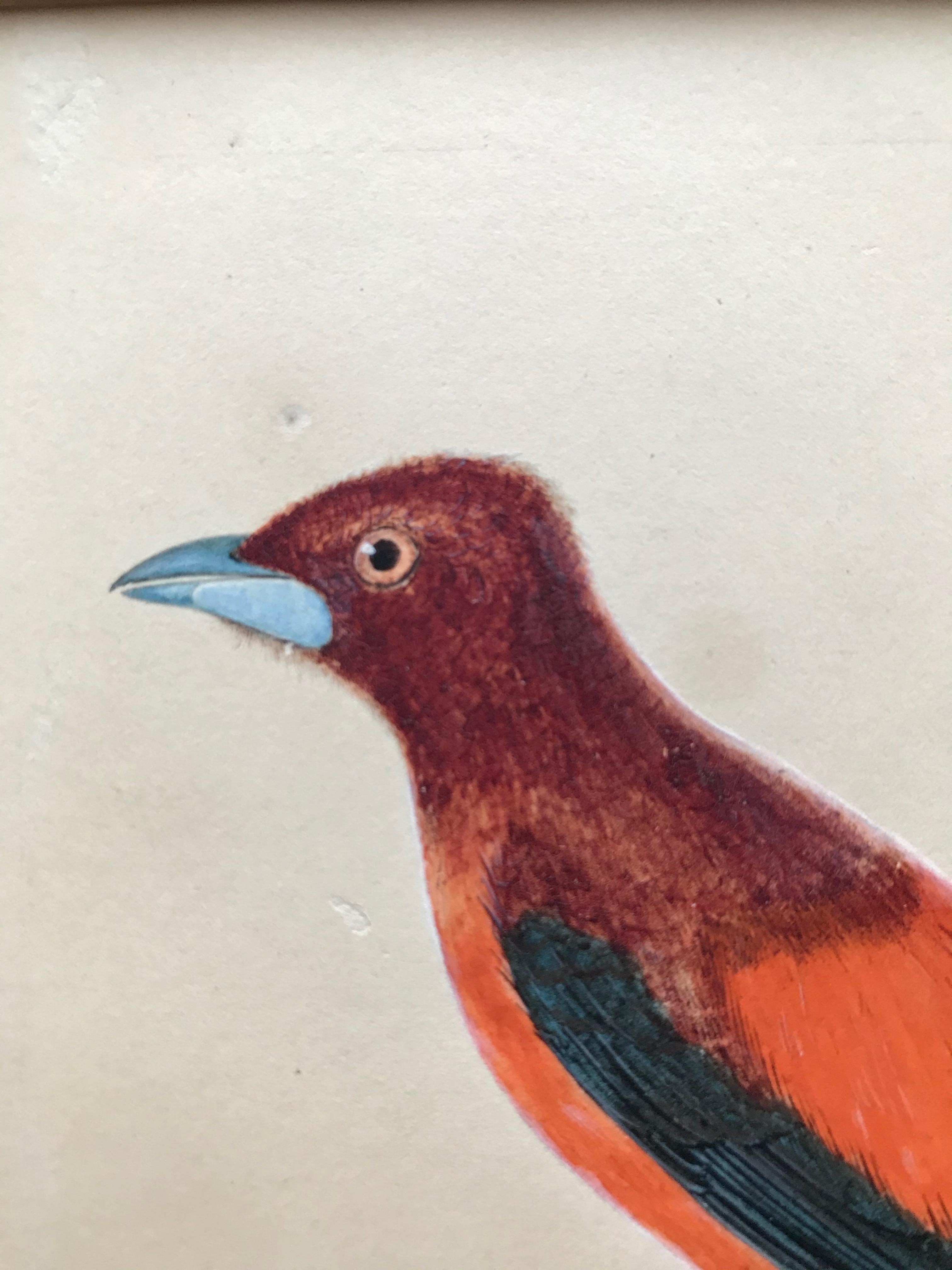 Jean Gabriel Prêtre (1780-1845)
Study of an exotic bird
Signed, numbered and dated, 