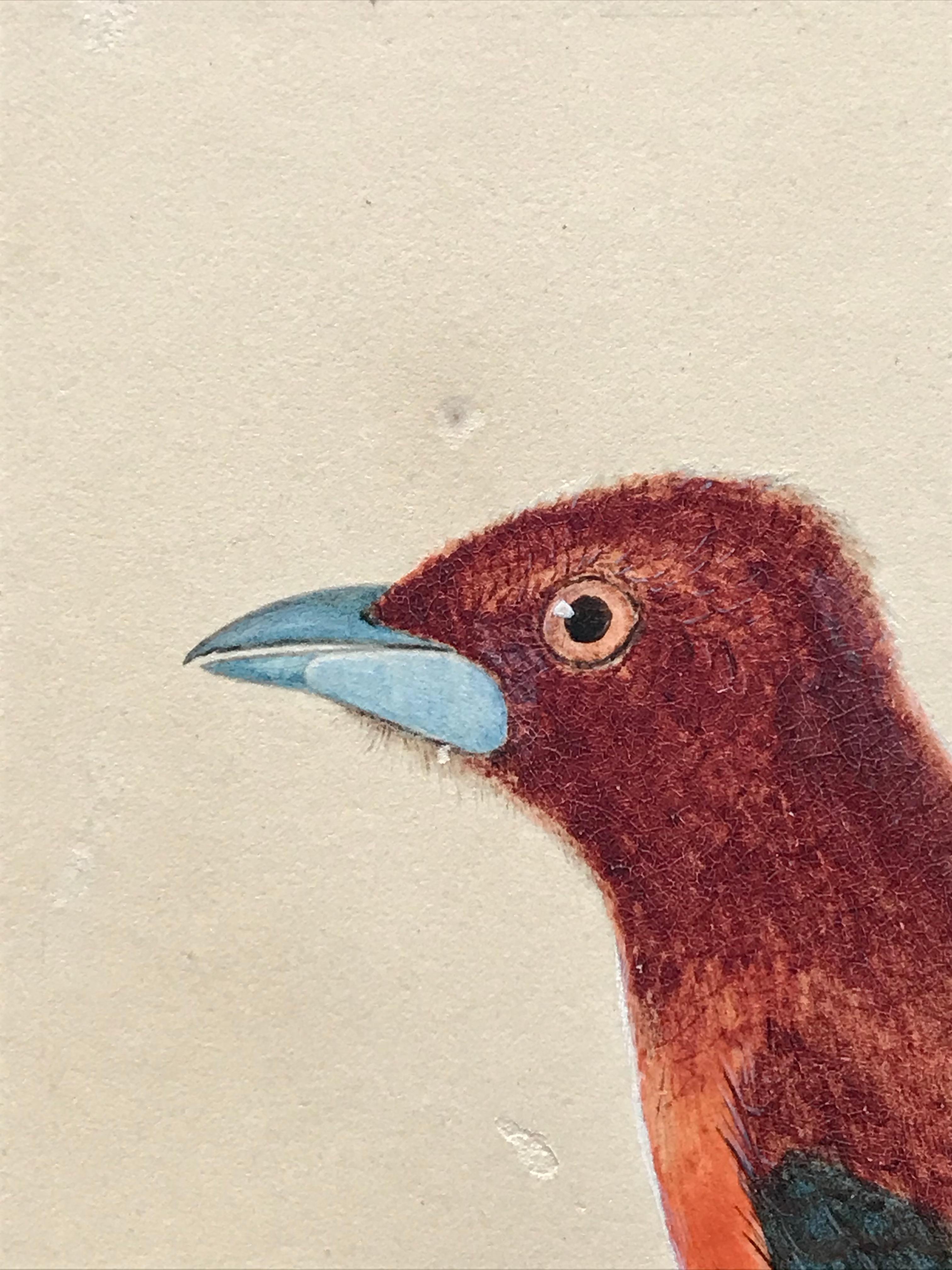 Jean Gabriel Pretre, Early 19th Century watercolor of Exotic bird, Swiss artist 1