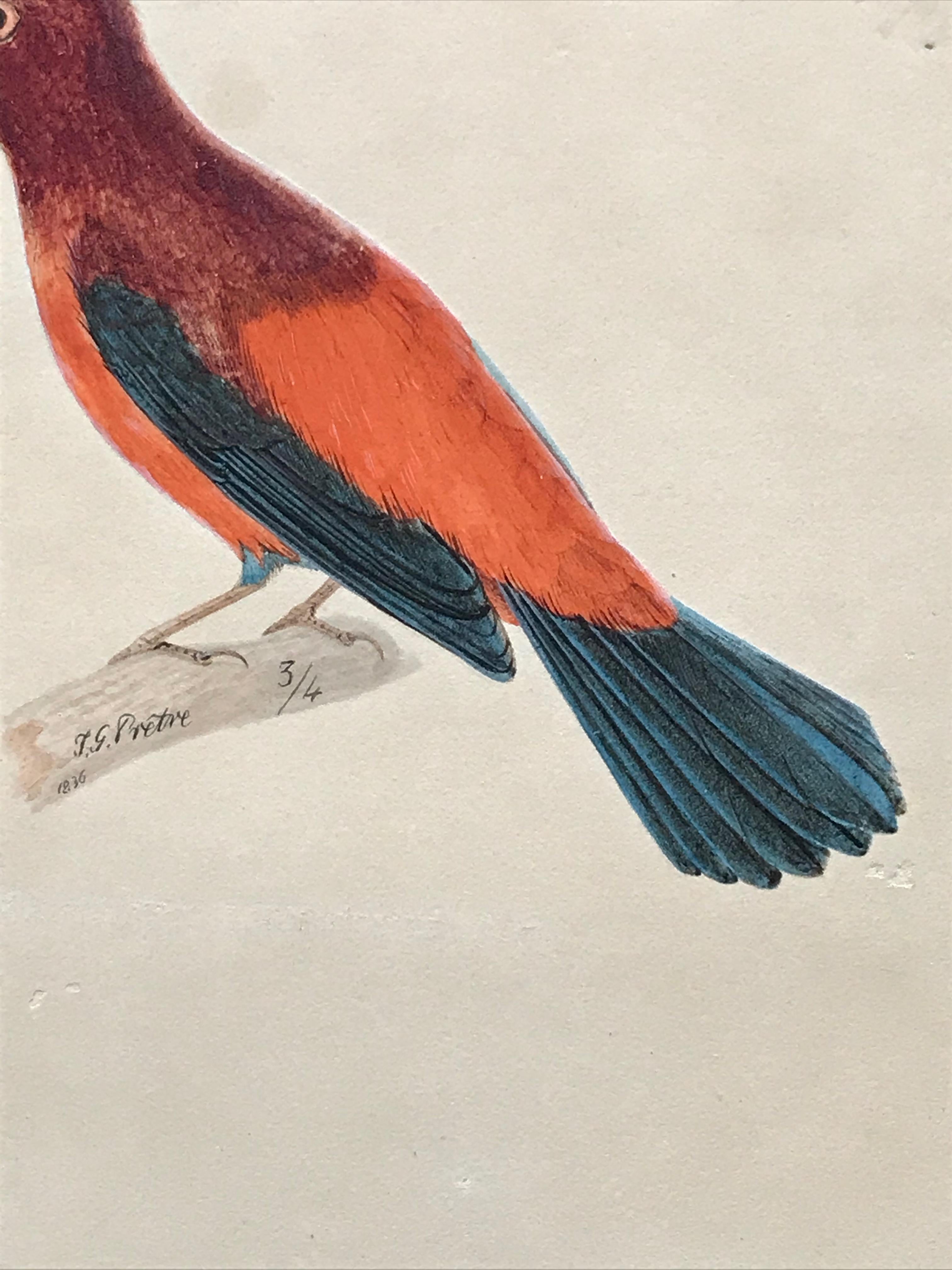 Jean Gabriel Pretre, Early 19th Century watercolor of Exotic bird, Swiss artist 2