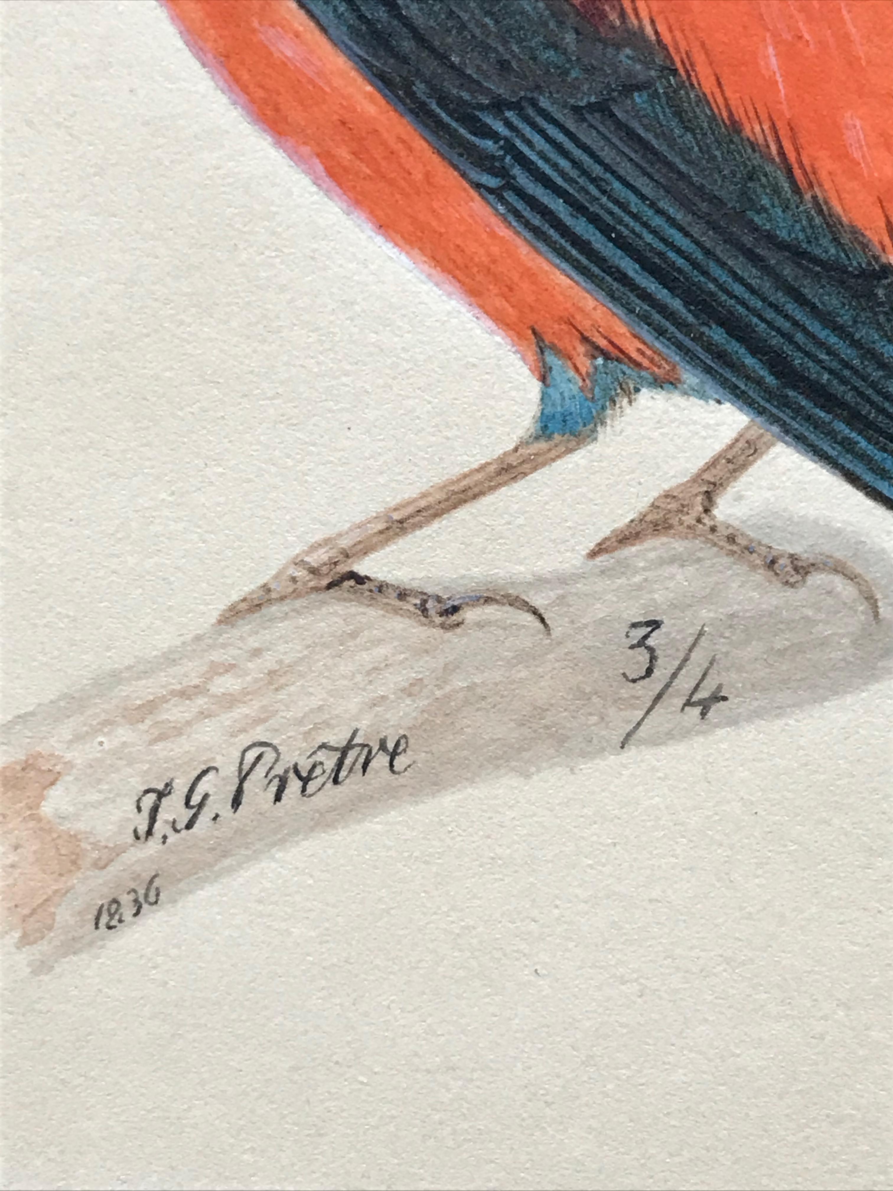 Jean Gabriel Pretre, Early 19th Century watercolor of Exotic bird, Swiss artist 3