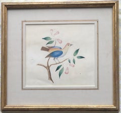French School, early 19th Century watercolor, Study of an exotic bird in a tree