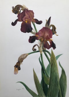 Vintage Glyn Morgan, Benton End artist, Still life of Iris