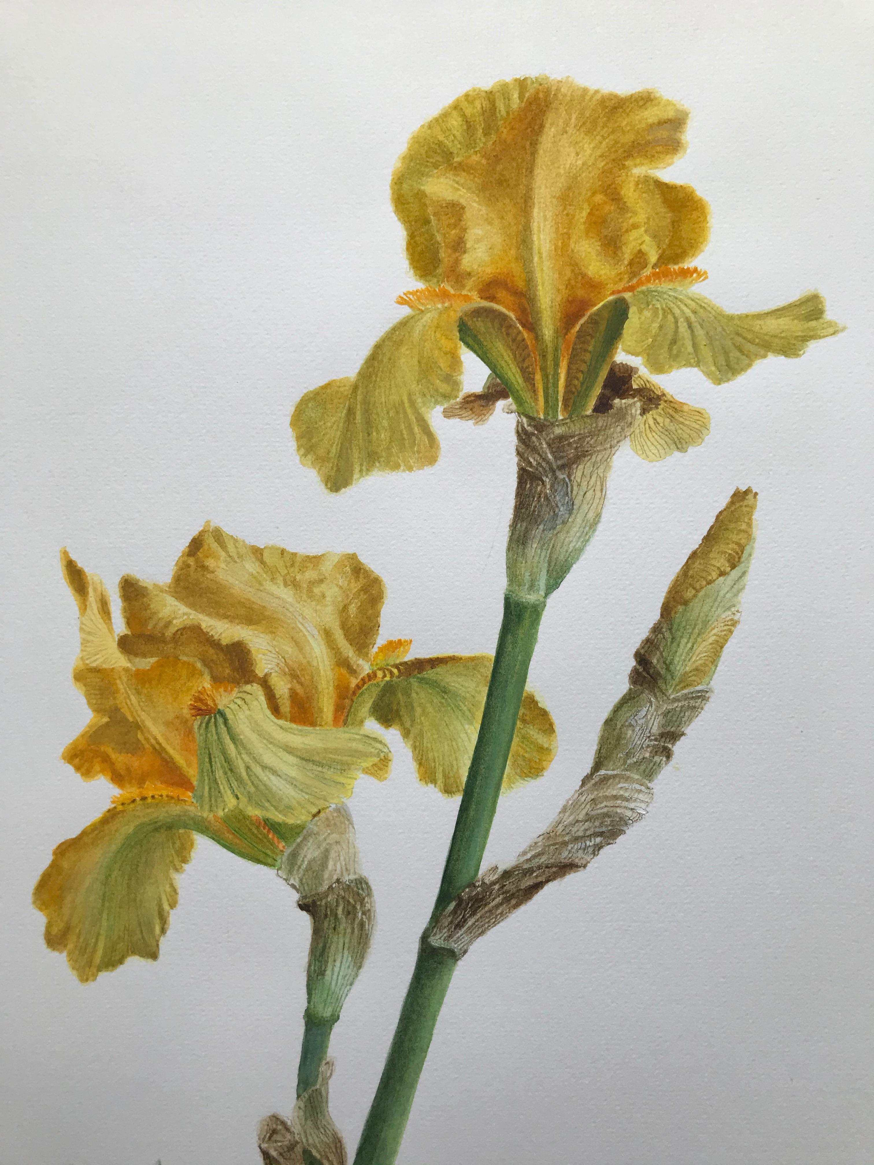 Glyn Morgan, Benton End artist, Still life of Iris flower 3