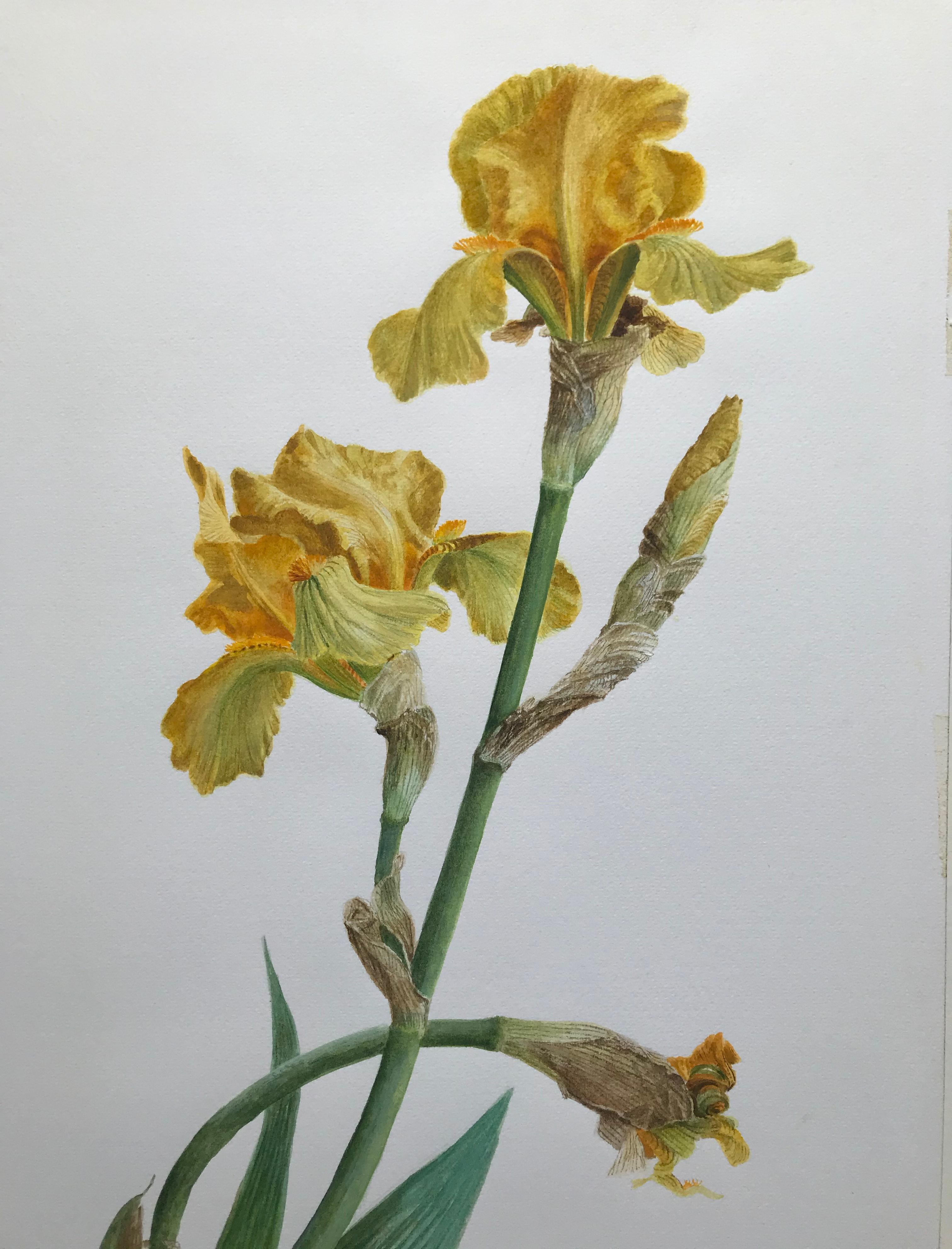 Glyn Morgan, Benton End artist, Still life of Iris flower 1