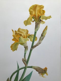 Glyn Morgan, Benton End artist, Still life of Iris flower