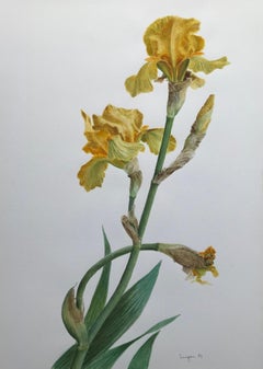 Vintage Glyn Morgan, Benton End artist, Still life of Iris flower