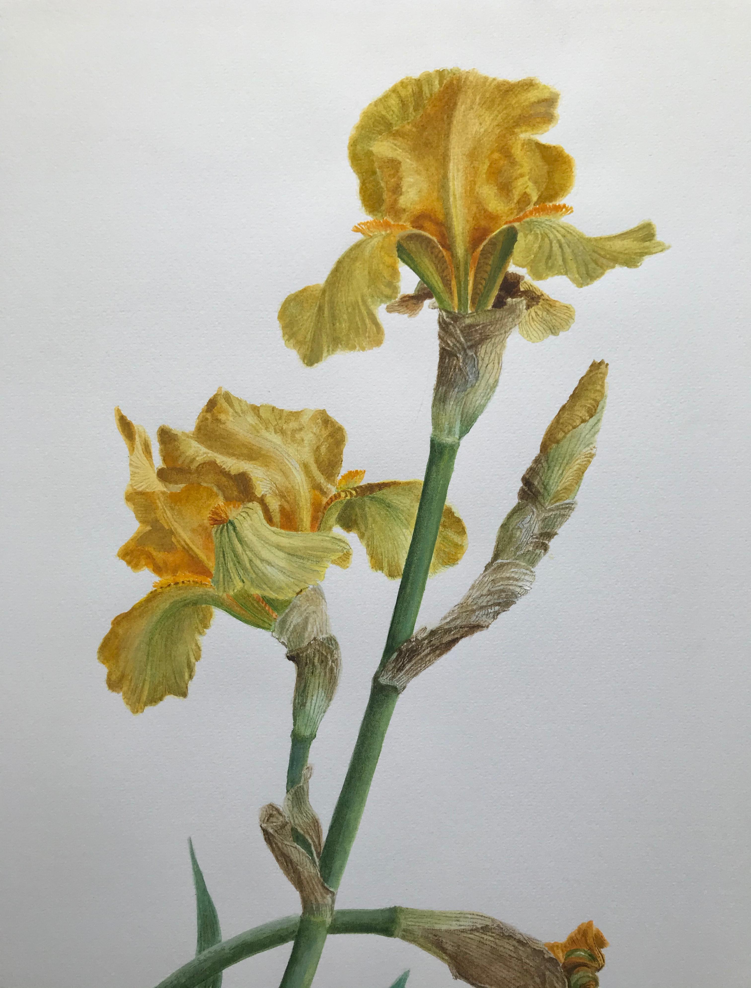 Glyn Morgan, Benton End artist, Still life of Iris flower 2