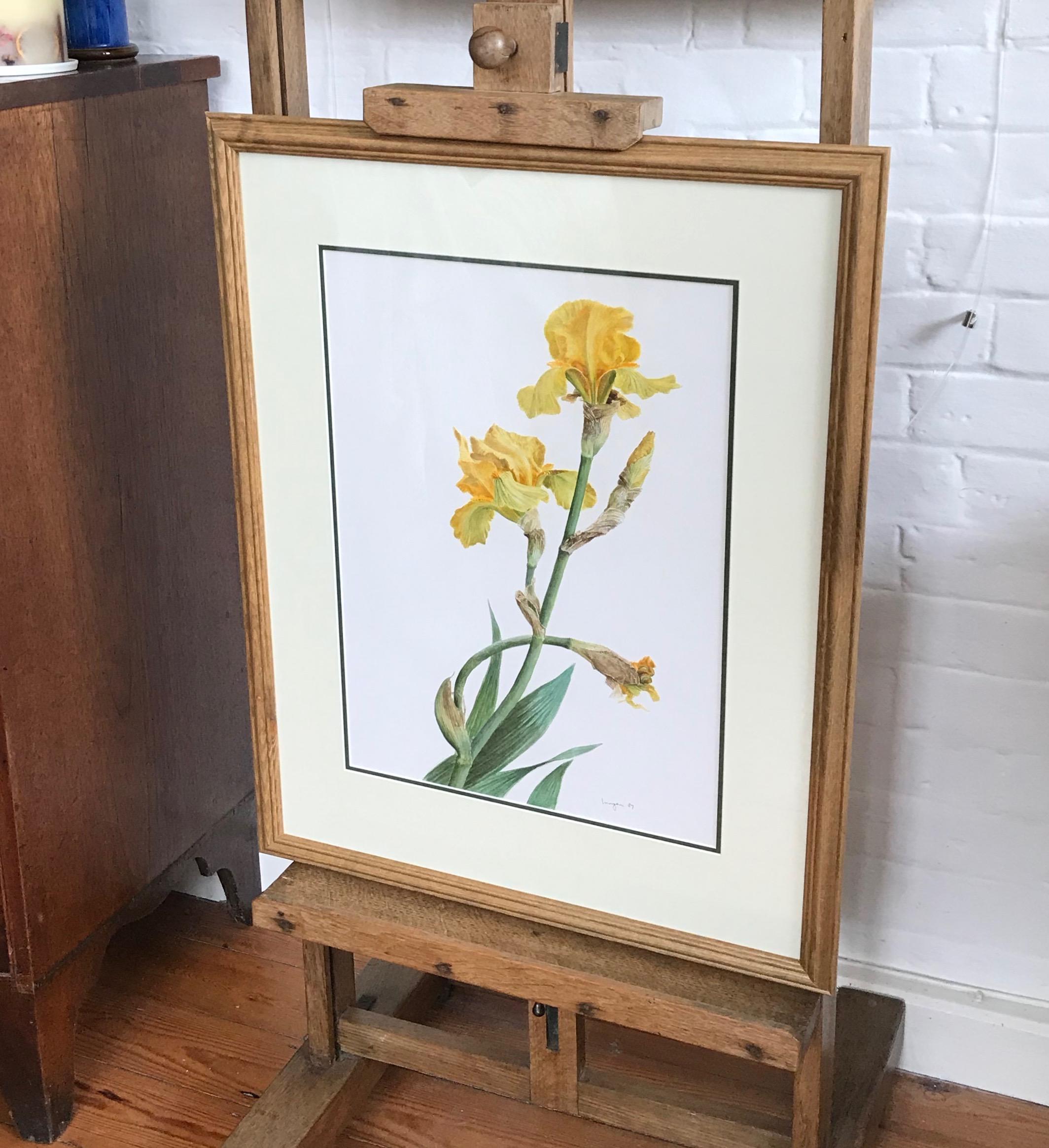 Glyn Morgan, Benton End artist, Still life of Iris flower 5