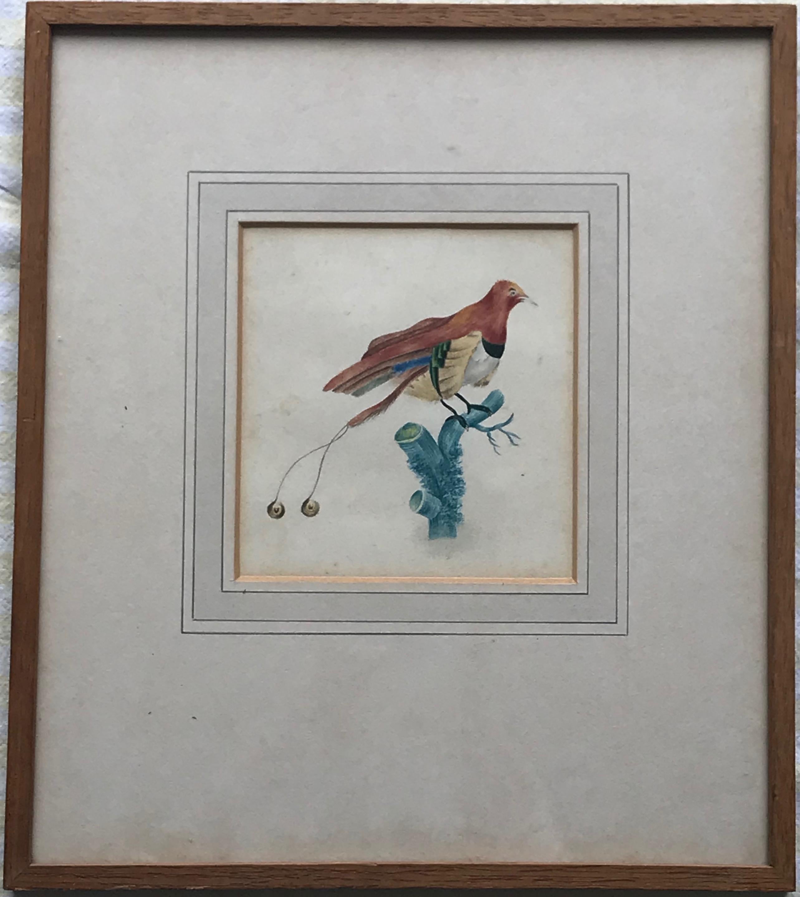 French School, early 19th Century watercolor, Study of a bird of paradise - Art by Unknown