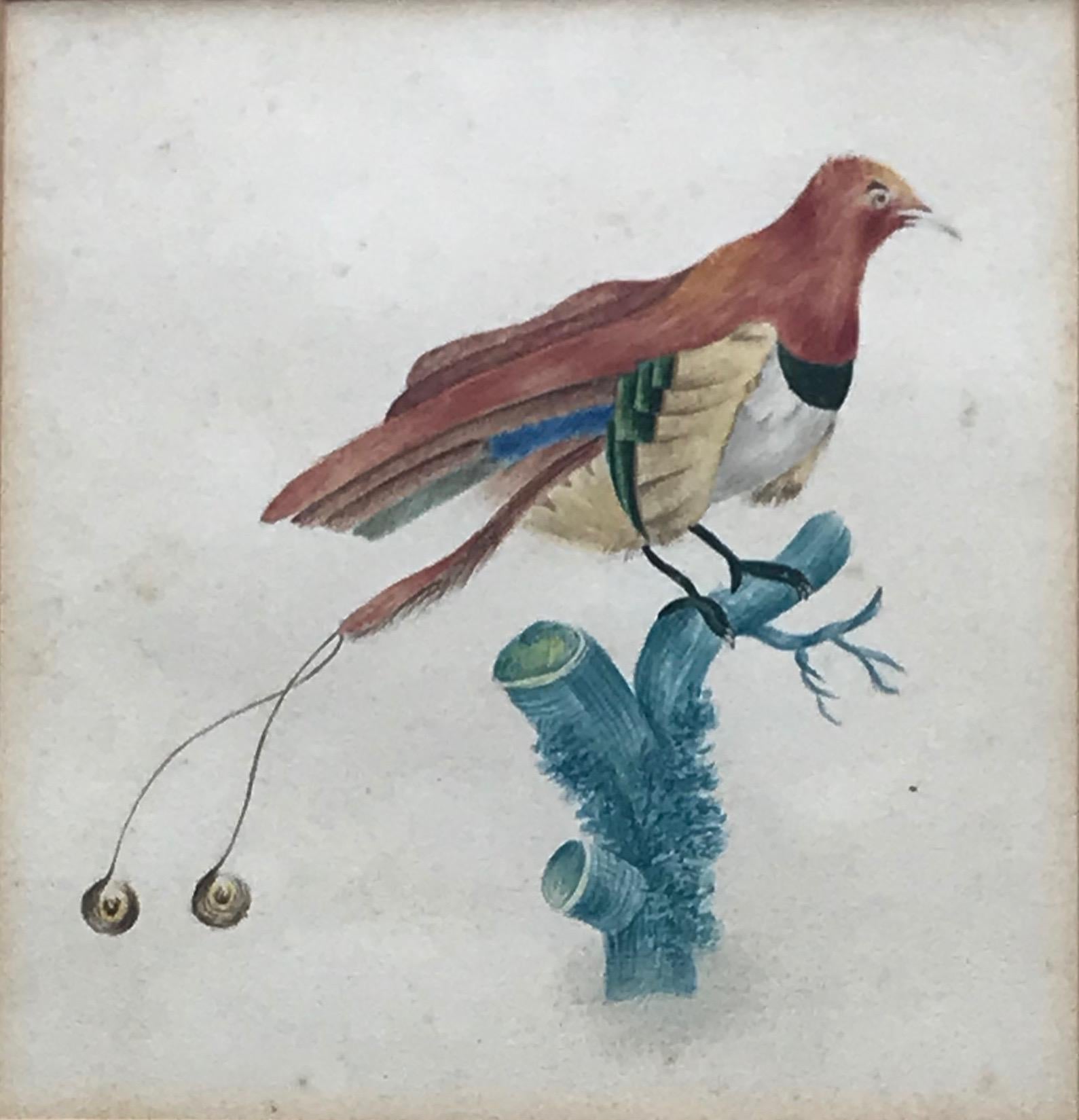 Unknown Animal Art - French School, early 19th Century watercolor, Study of a bird of paradise