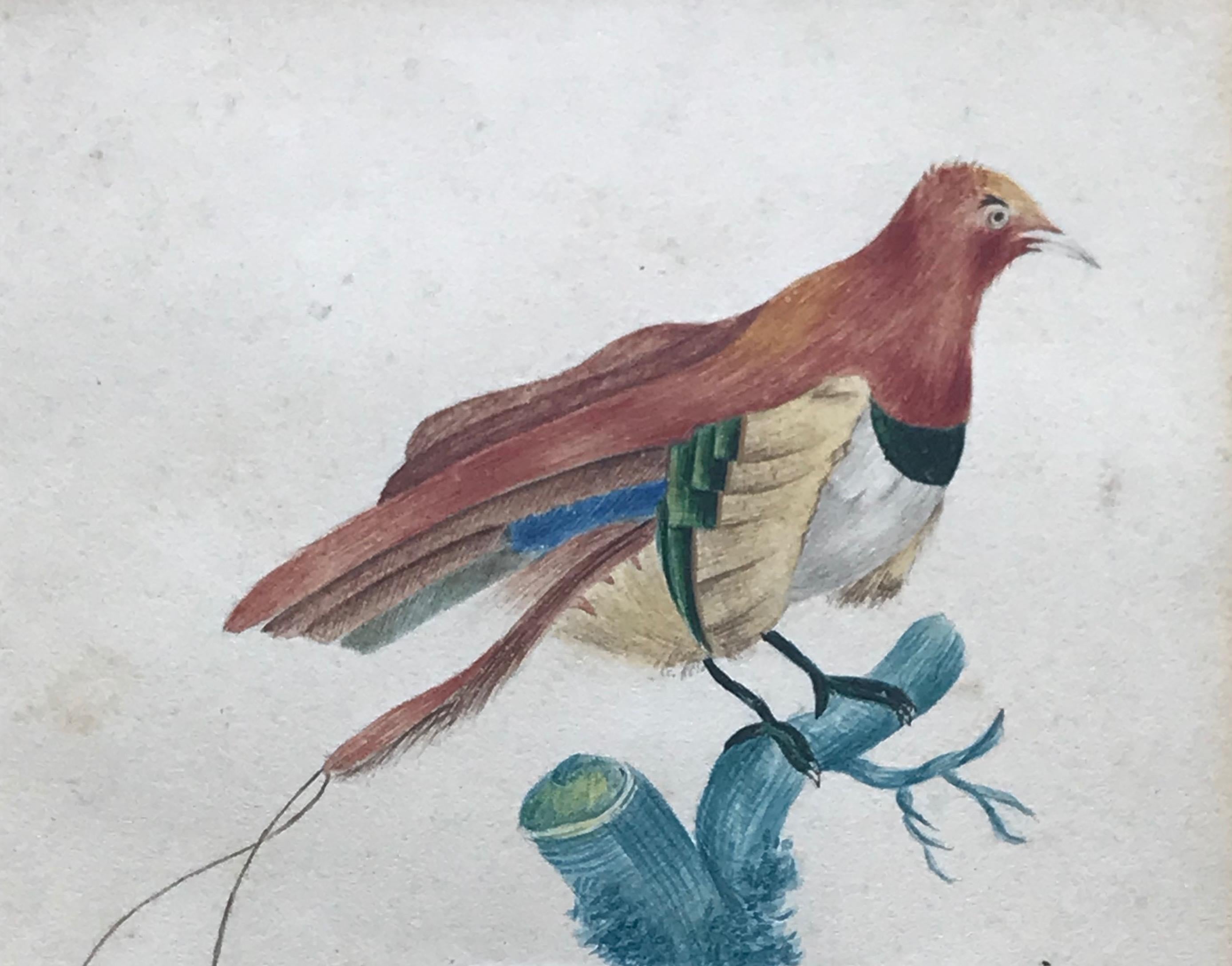 French School, early 19th Century watercolor, Study of a bird of paradise - Naturalistic Art by Unknown