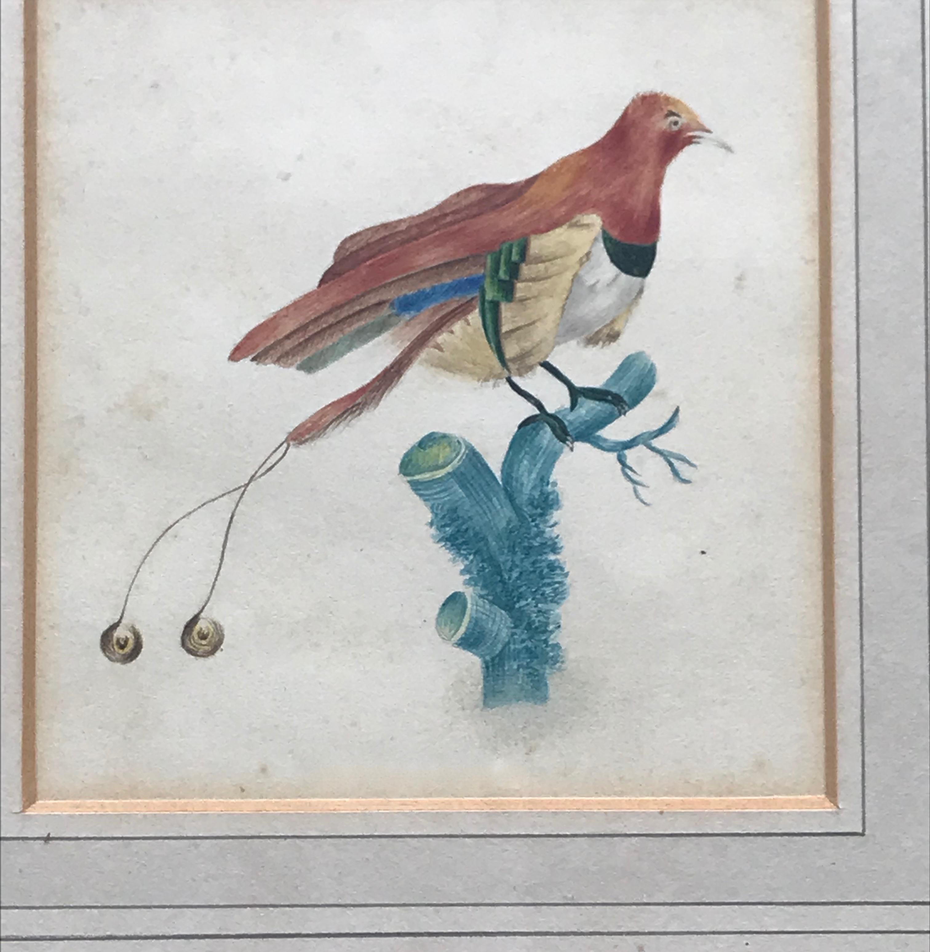 French School, early 19th Century watercolor, Study of a bird of paradise - Gray Animal Art by Unknown