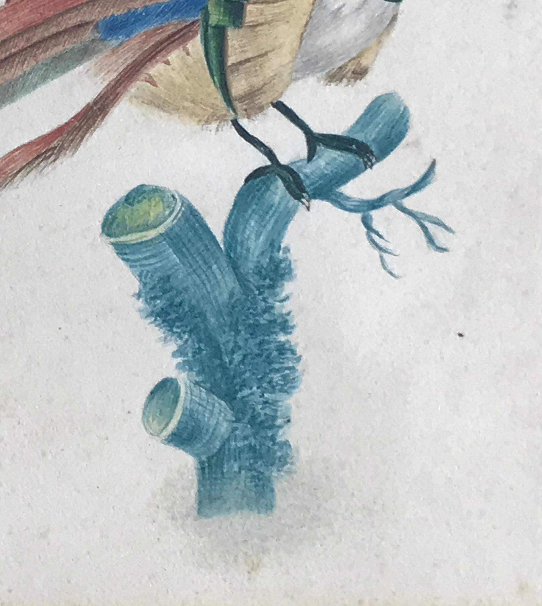 French School, early 19th Century
Study of a bird of paradise perched on a branch
Watercolour
4.75 x 4.5 inches
11.75 x 10.5 inches with the frame

A delicately painted study with attractive colour and detailing.