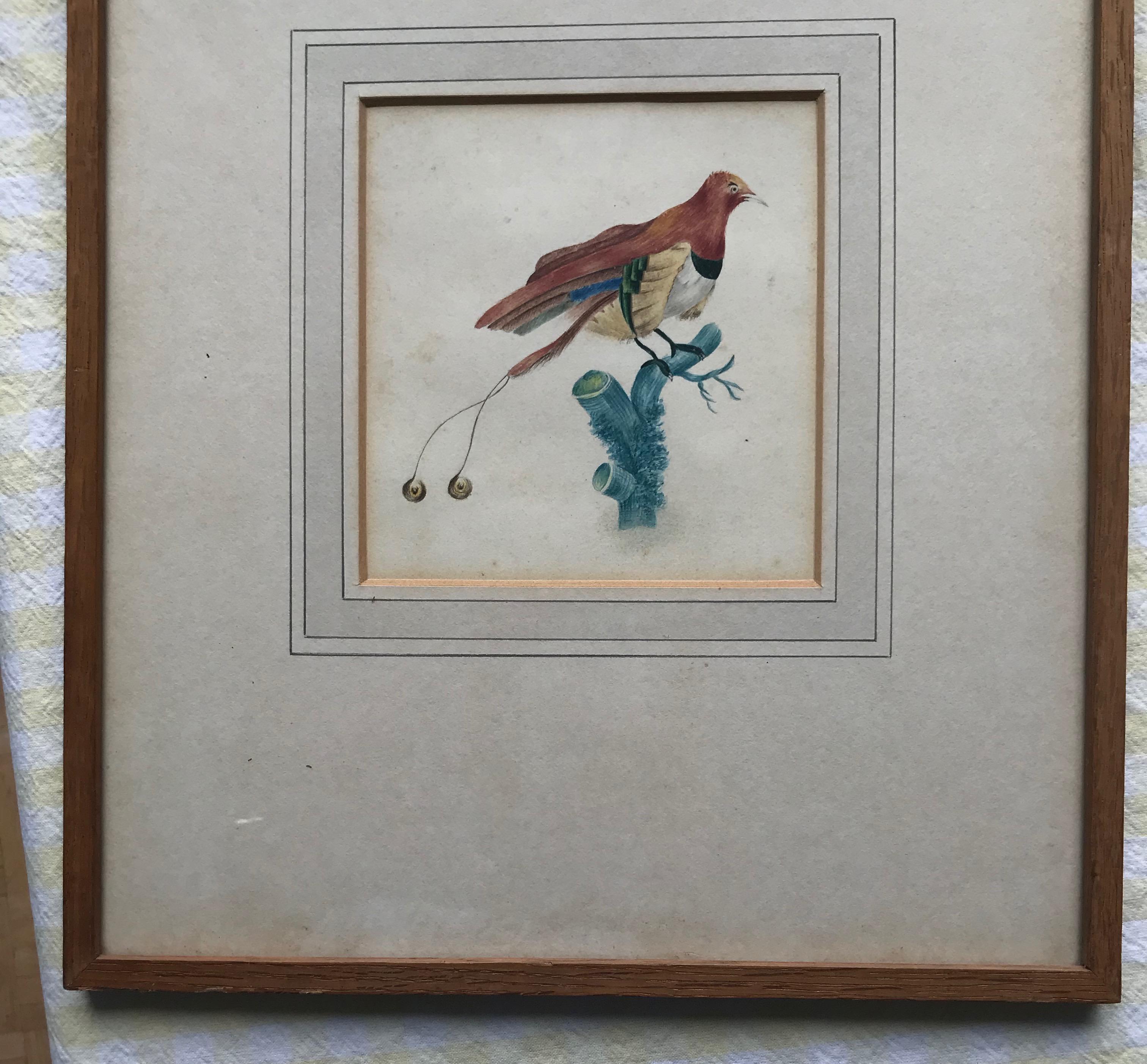 French School, early 19th Century watercolor, Study of a bird of paradise 1