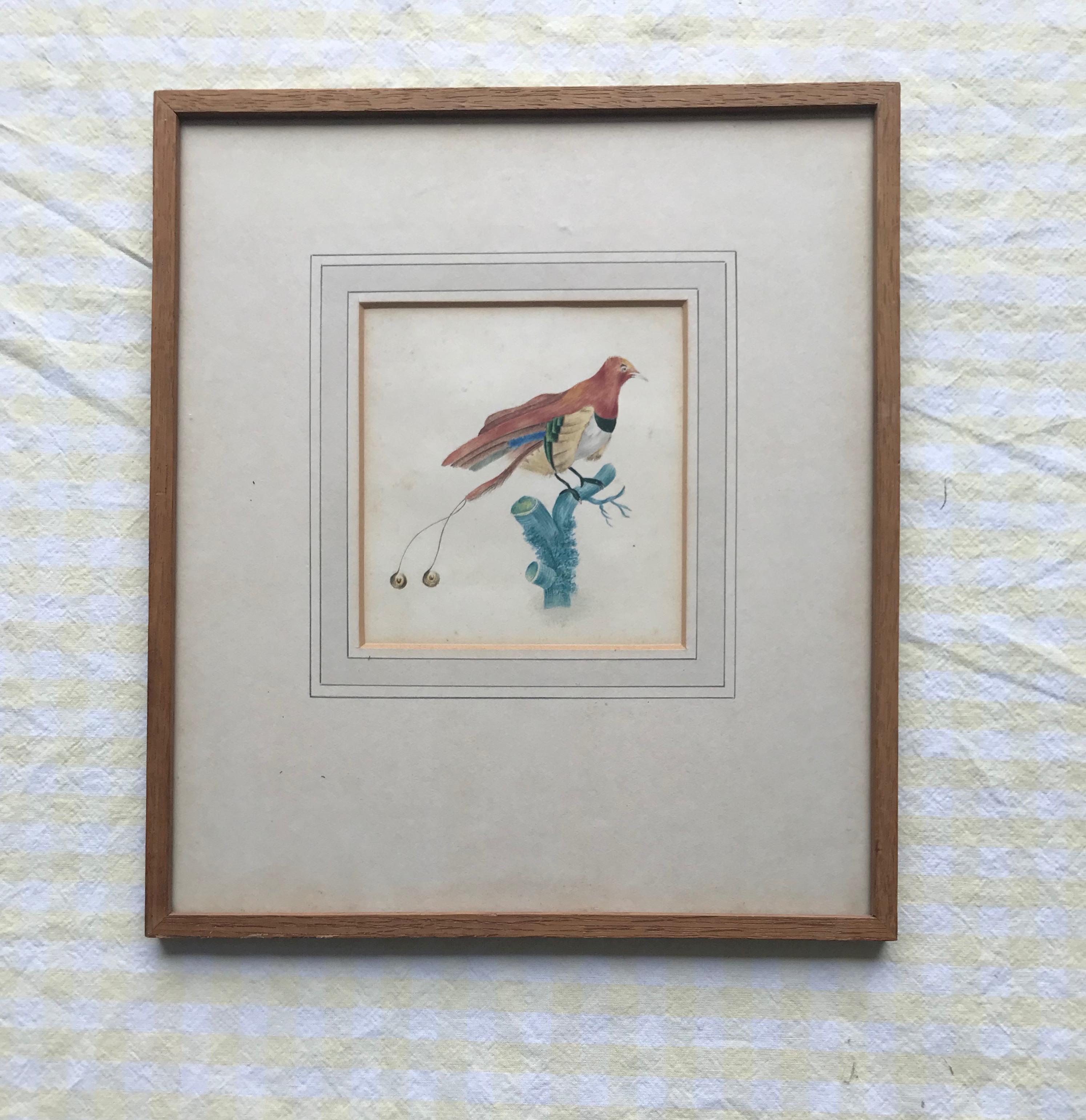 French School, early 19th Century watercolor, Study of a bird of paradise 4