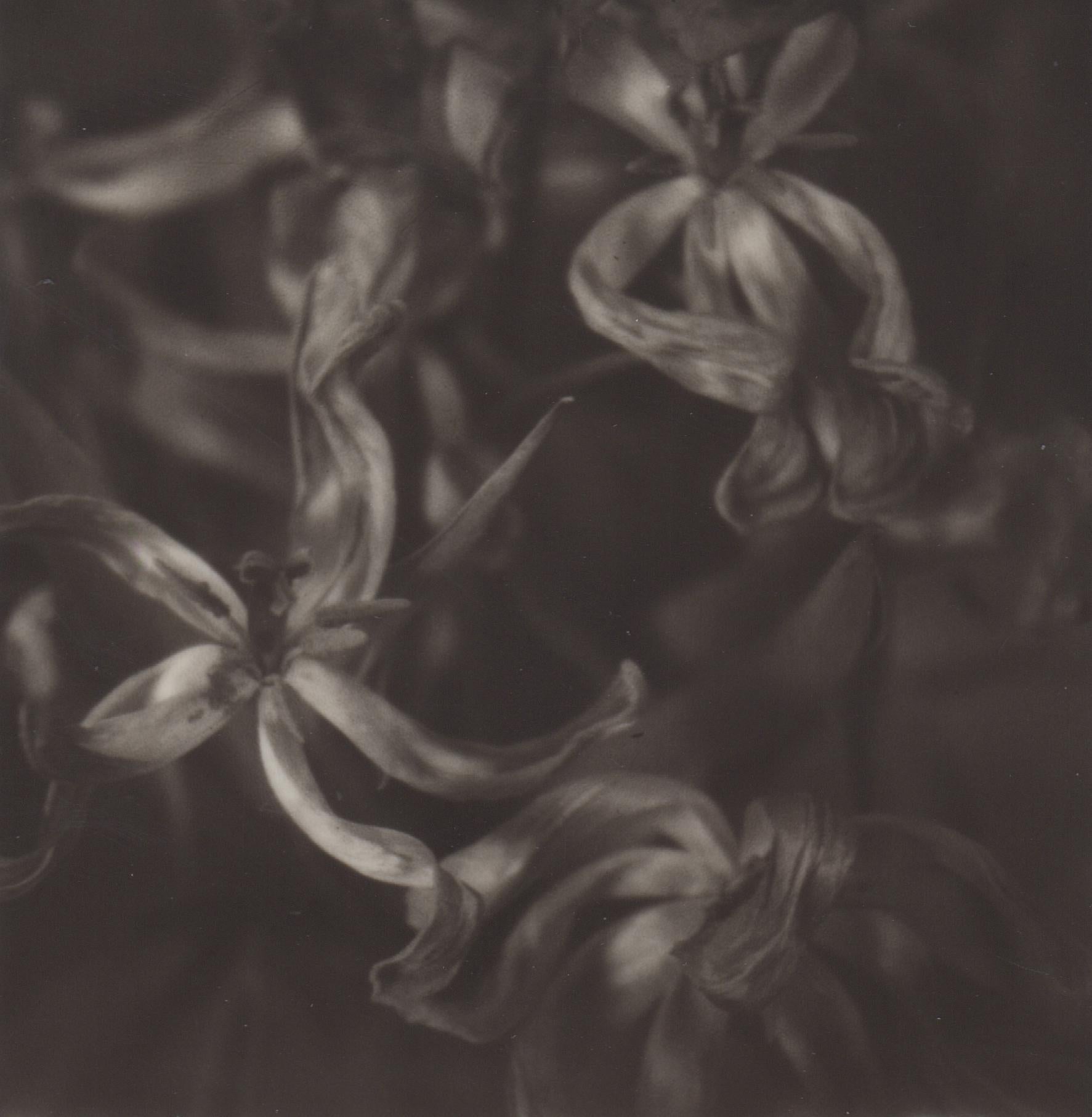 Past Bloom I - Zeitgenössische Schwarz-Weiß-Original-Poloroid-Fotografie gerahmt (Grau), Landscape Photograph, von Pia Clodi