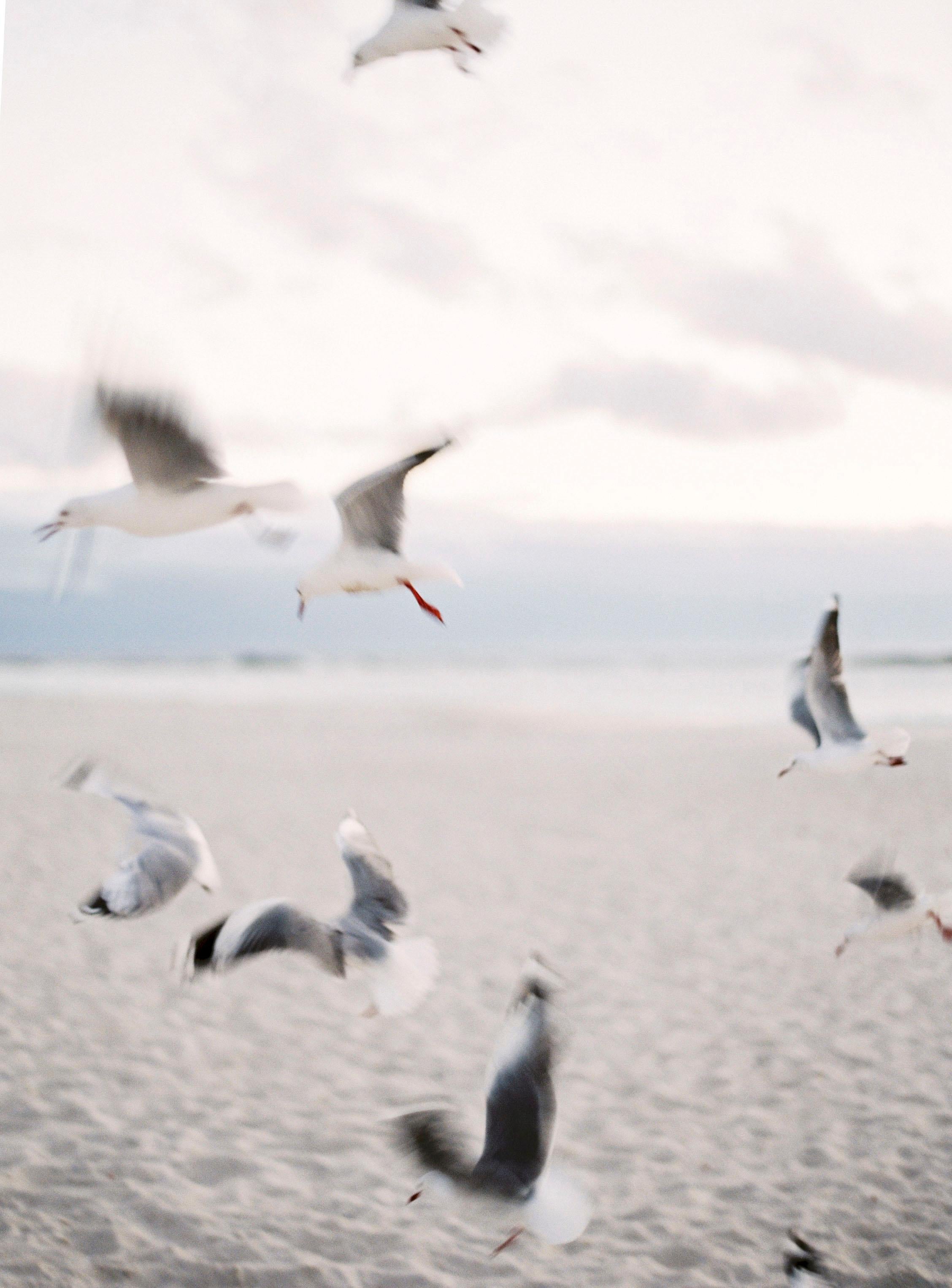 Seagulls - Contemporary Color Landscape Analog Photograph Medium Format