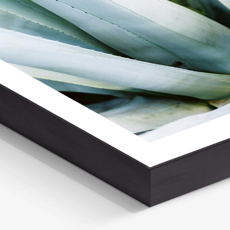 Aloe - 21st Century Contemporary Color Photograph by Pia Clodi For Sale 2