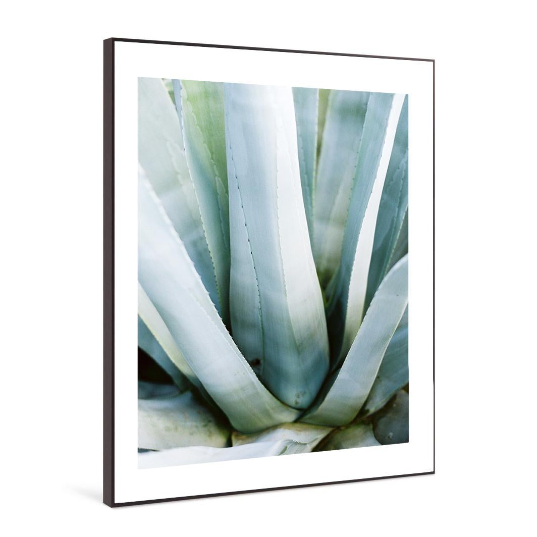 Aloe - 21st Century Contemporary Color Photograph by Pia Clodi For Sale 1