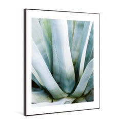 Aloe - Fotografia a colori di paesaggio contemporaneo su larga scala
