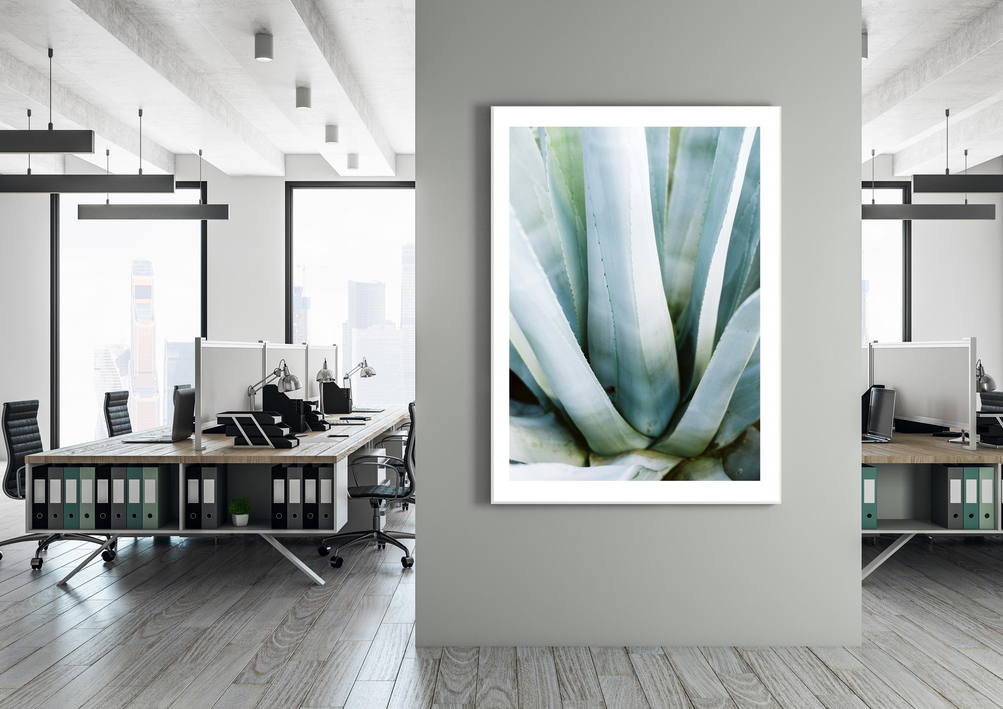 Aloe - Photographie couleur à grande échelle d'un paysage contemporain en vente 1