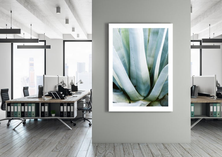 Aloe - 21st Century Contemporary Color Photograph by Pia Clodi For Sale 3