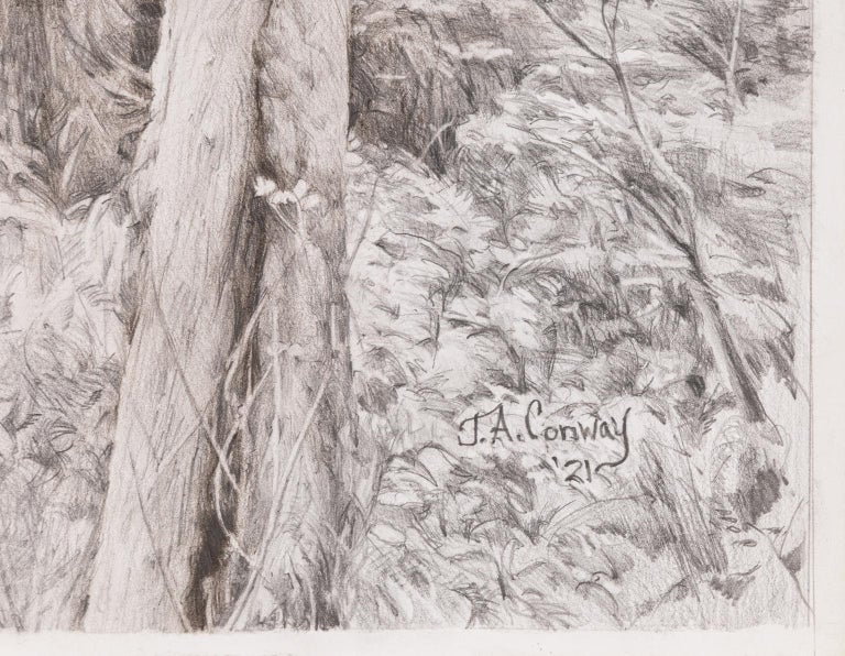 Forest Park - Twisted Tree in Forest Graphite Drawing Black and White - Art by Jim Conway
