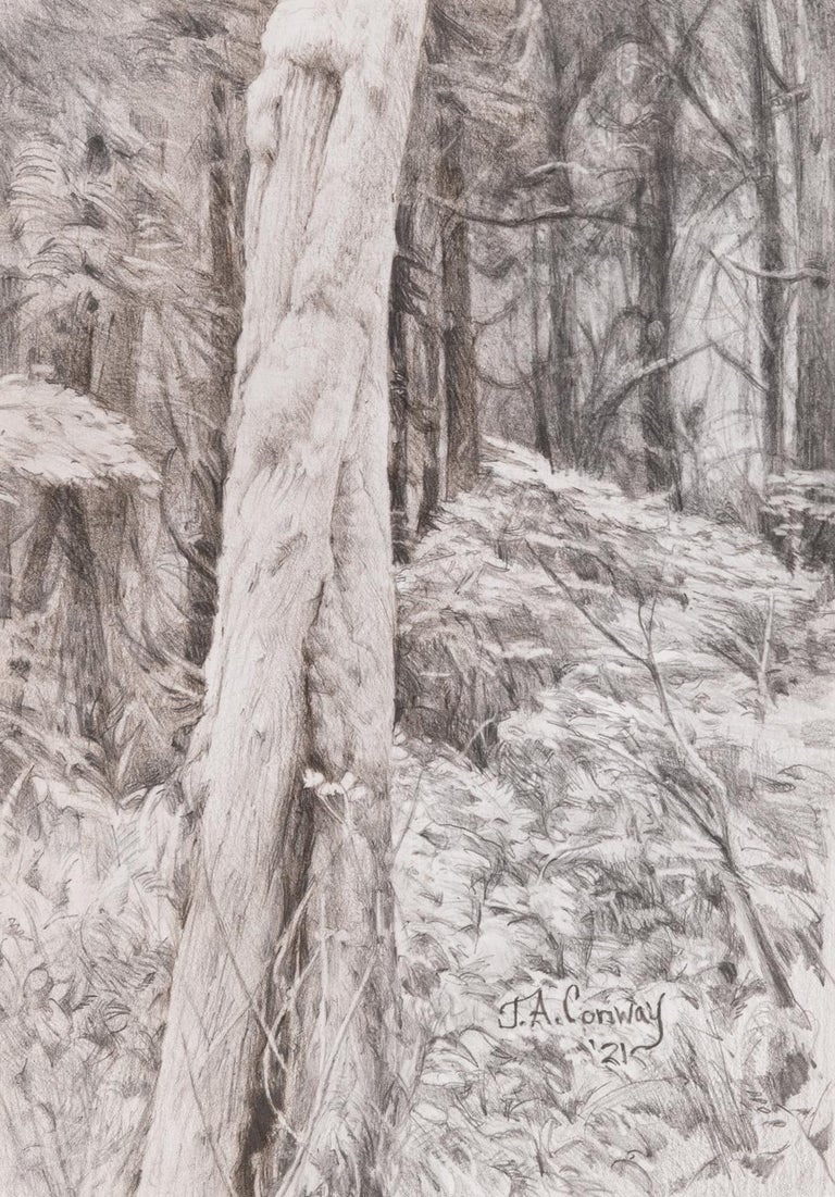 Jim Conway Landscape Art - Forest Park - Twisted Tree in Forest Graphite Drawing Black and White