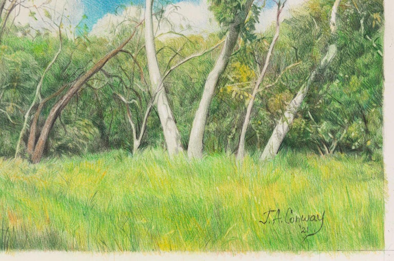 The Corner of Sycamore and Malaguerra - Colored Pencil Tree and Field Landscape  - Contemporary Art by Jim Conway
