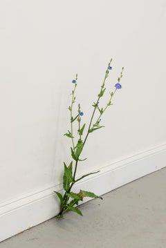 Weed (#531), Tony Matelli, Unique work, sculpture, contemporary, realism, 2020's