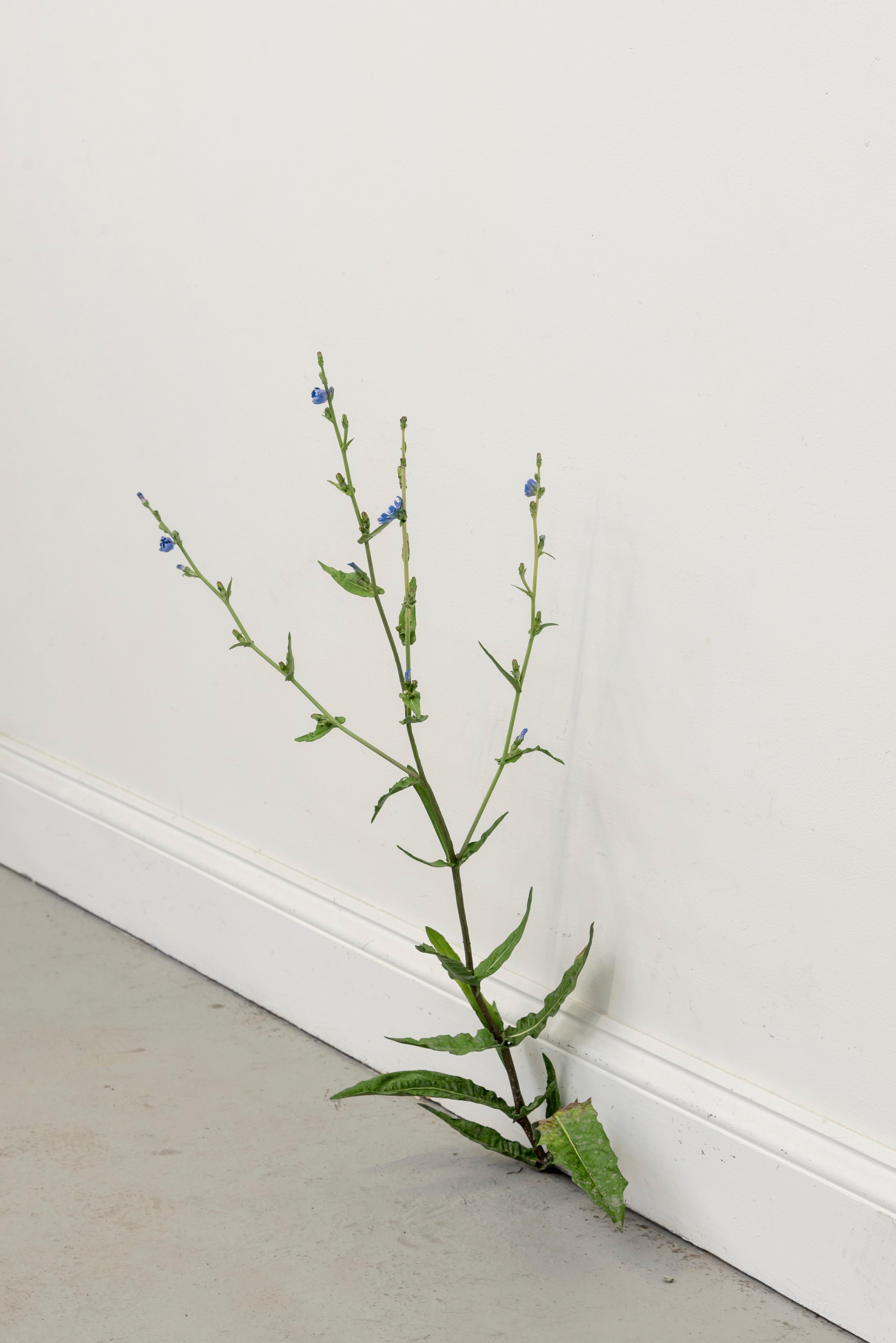 Weed (#531):: Tony Matelli:: Pièce unique:: sculpture:: contemporain:: réalisme:: années 2020 2