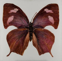 Project "Aesthetics of withering", "Insect", 110x110cm